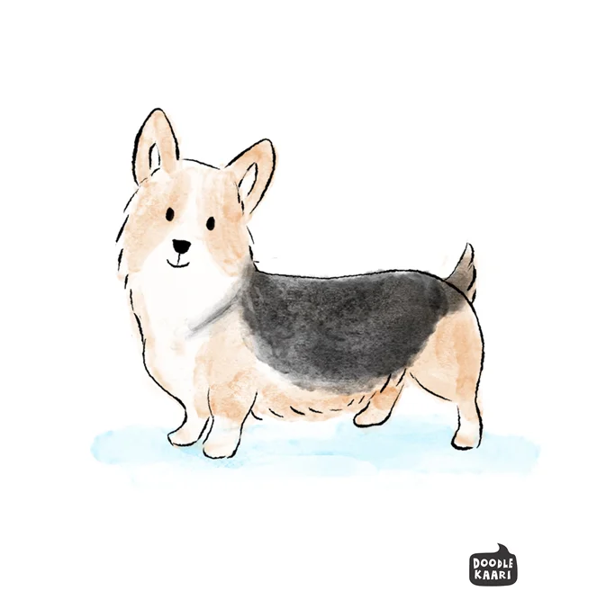 1-corgi.jpg