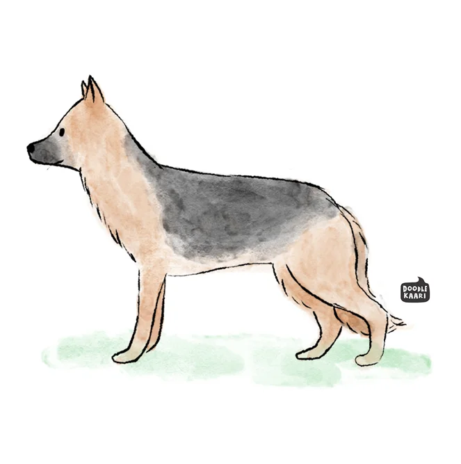 3-german_shepherd.jpg