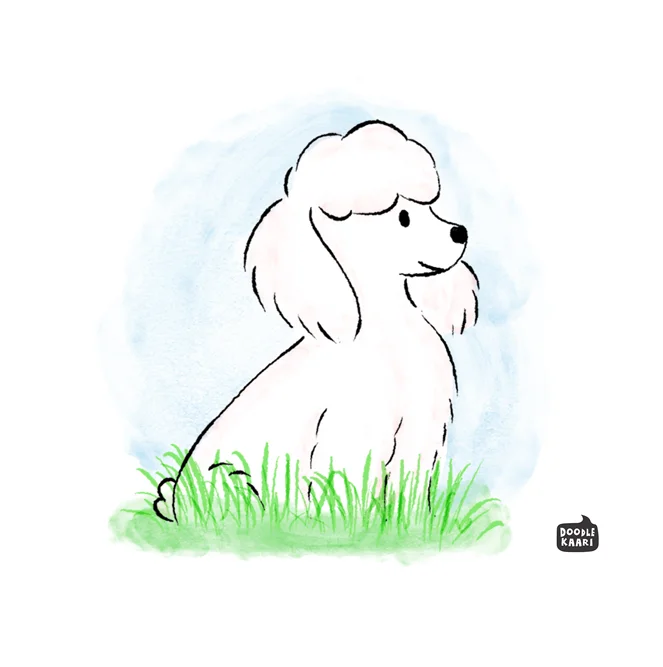 5-poodle.jpg