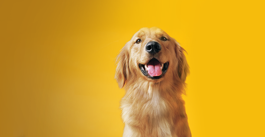 Pedigree-dog.png