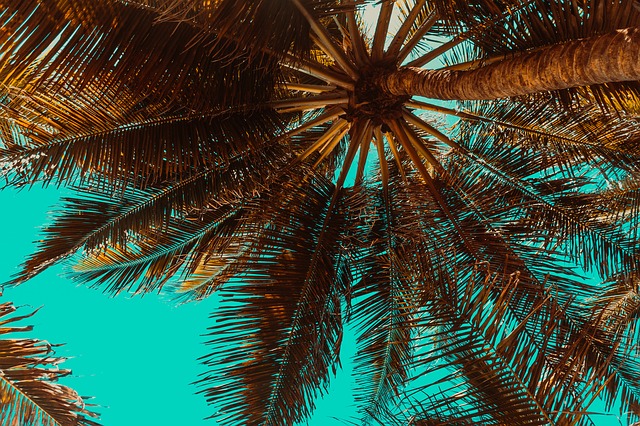 palmtree.jpg