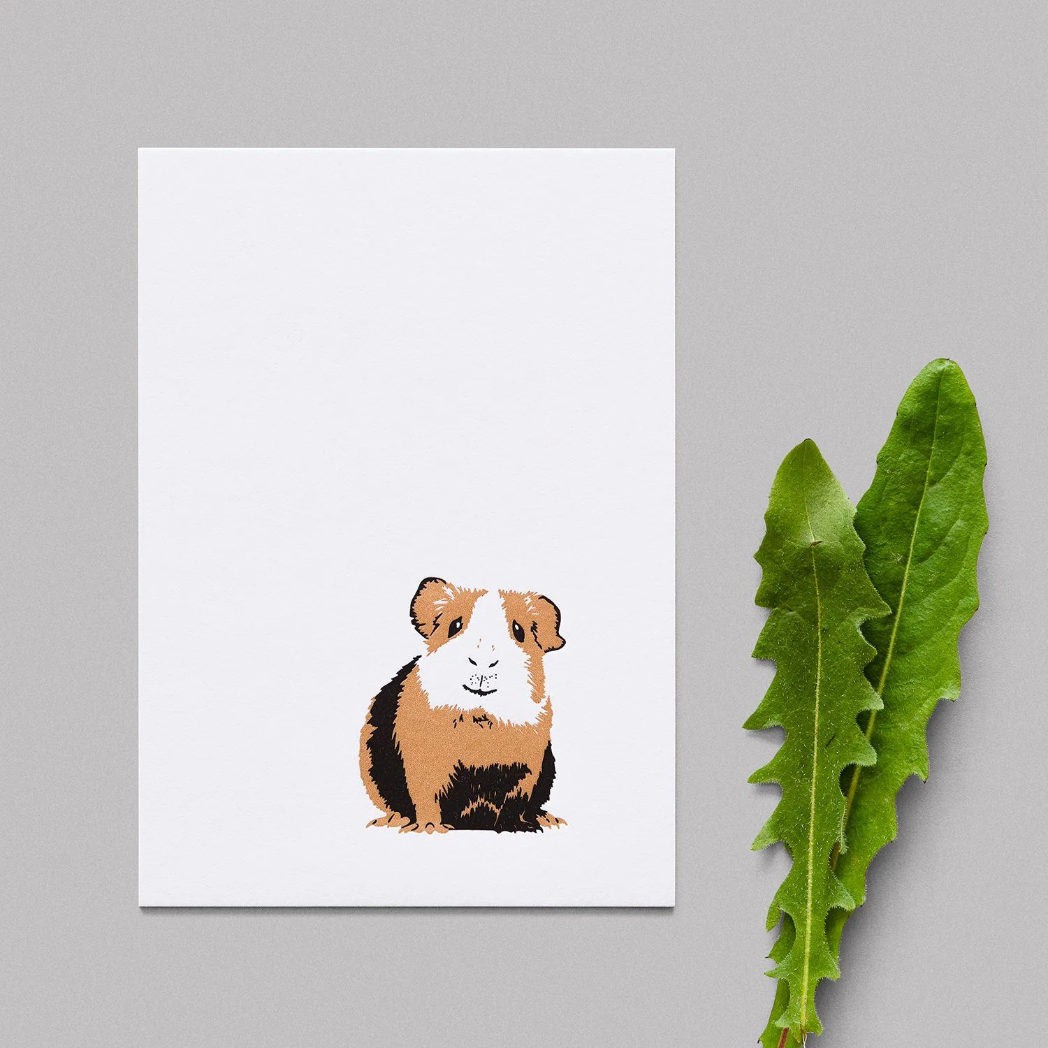 Meerschweinchen