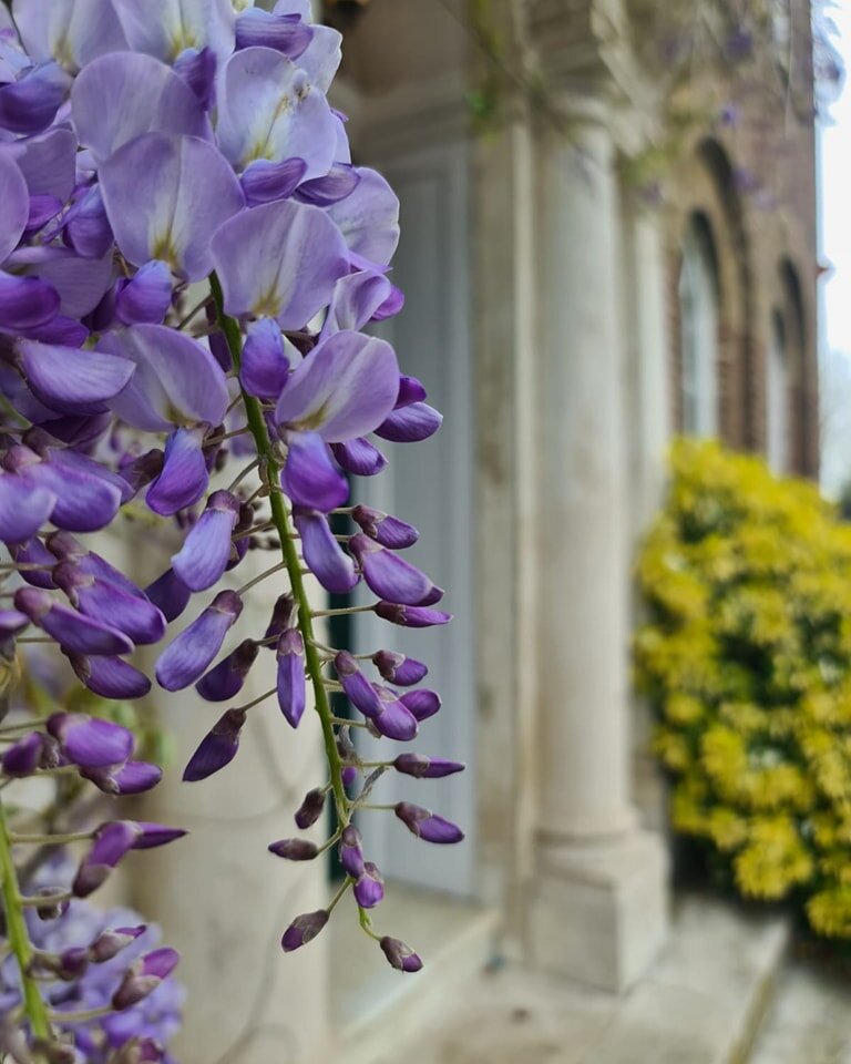 Wisteria season is upon us ! Our front door is beautifully adorned with fragrant purple wisteria from May till early June! 

If you are thinking about getting married and would like to view Morden Park House pop alonh to our next evening tour on Thur