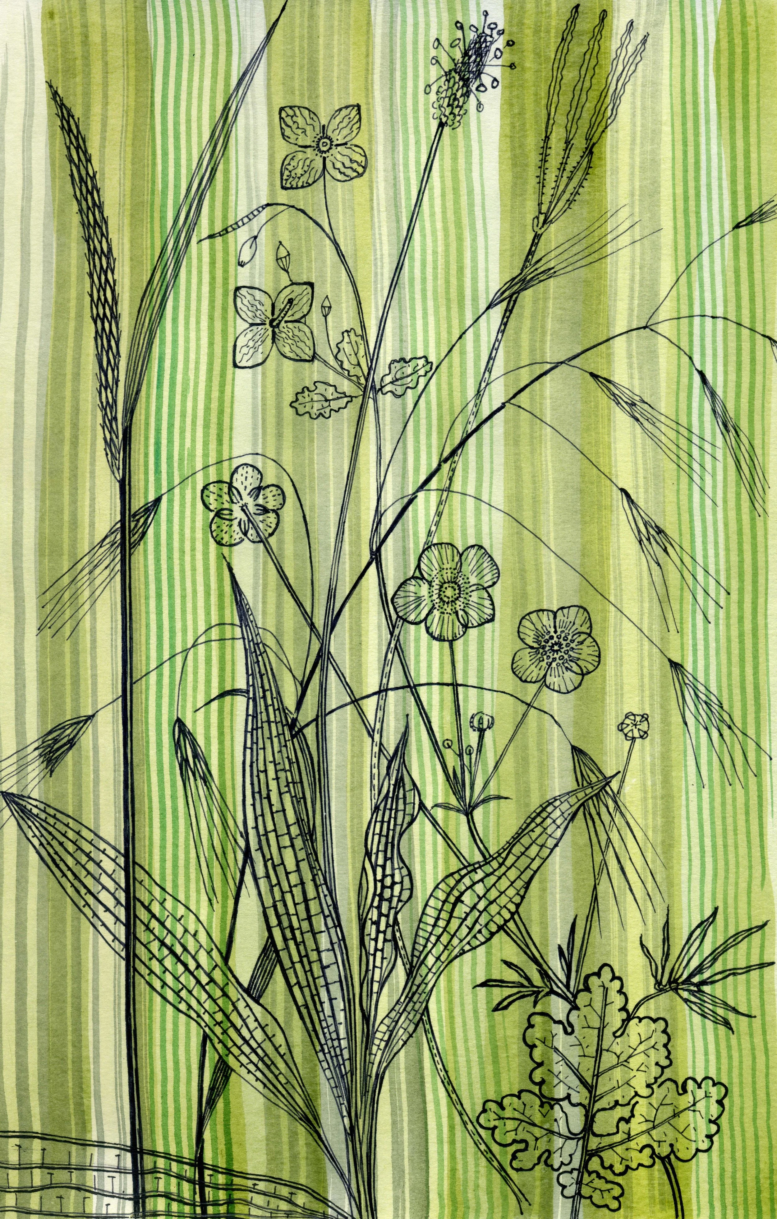green stripe weeds136 copy.jpg