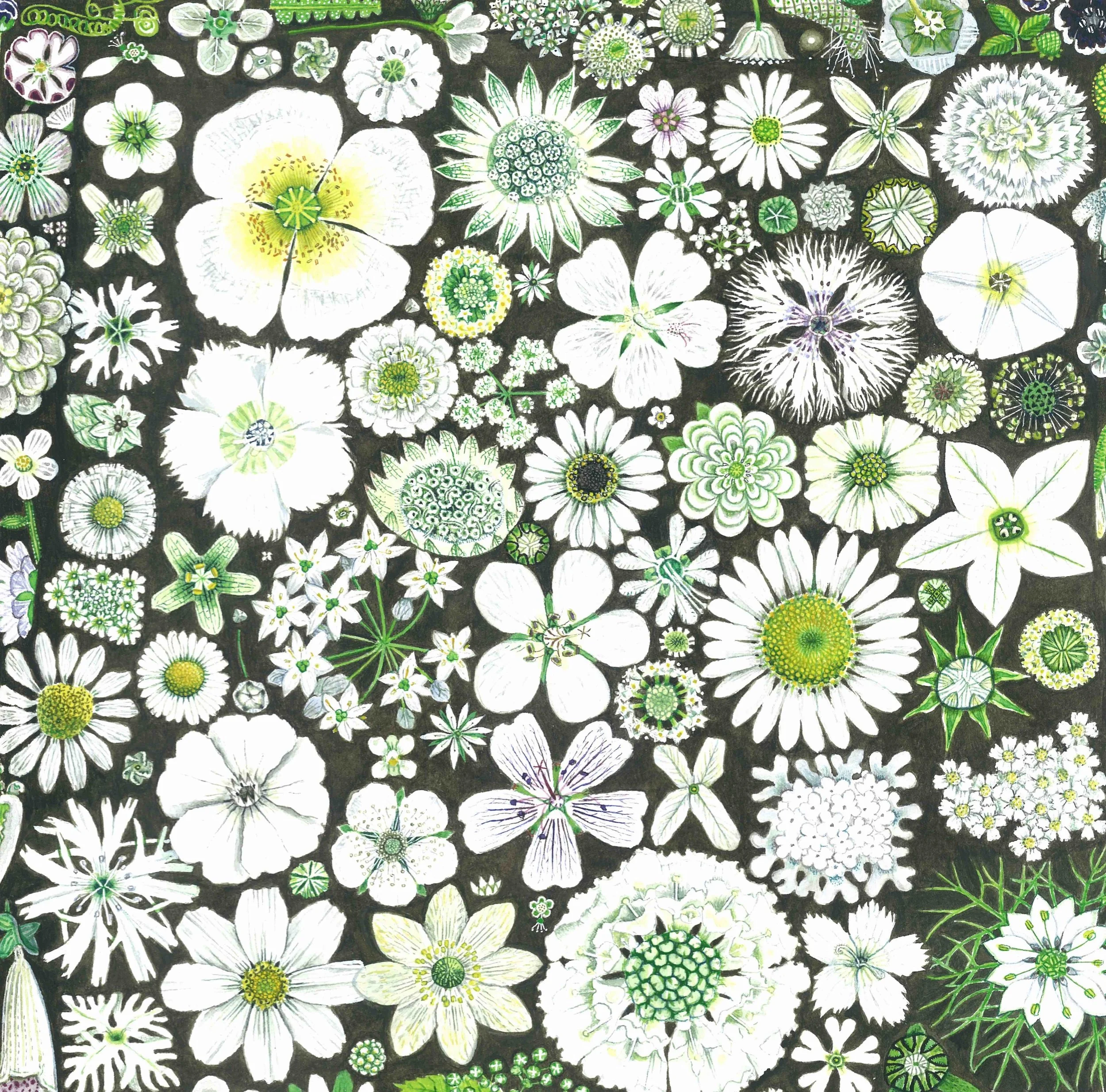 cropWhite Flowers:.jpg