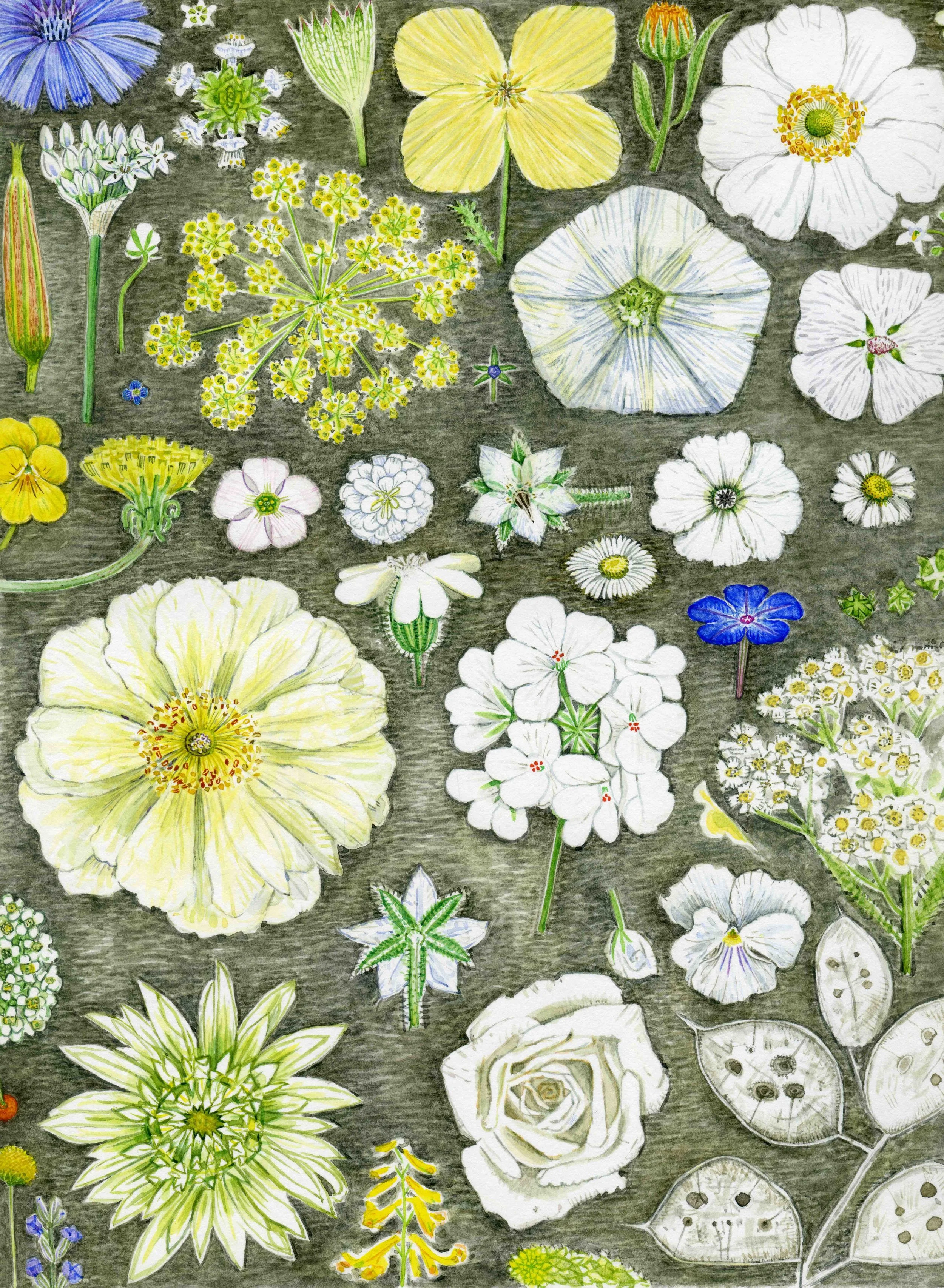 pale:tex146 web.jpg