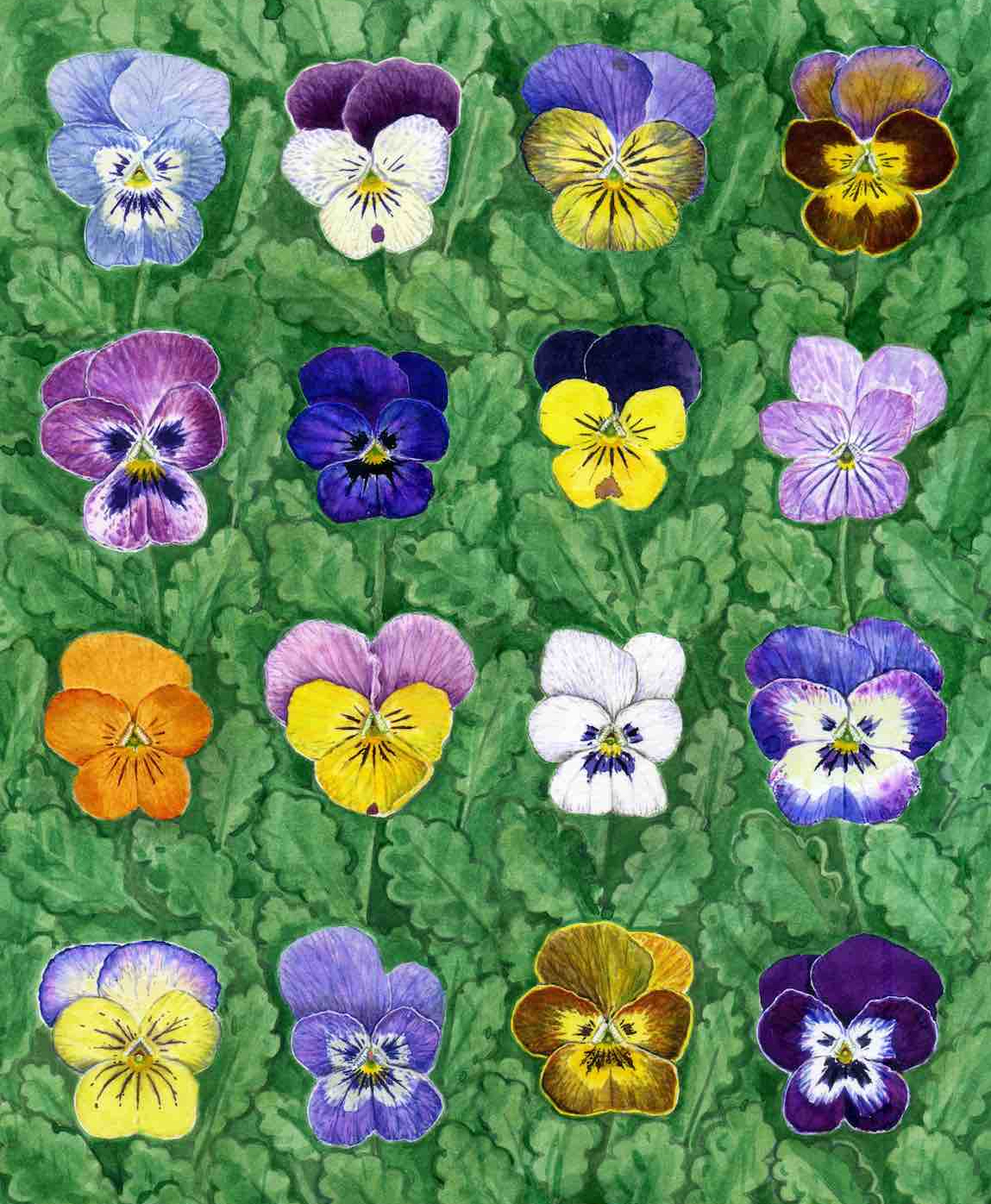 Violas:greencropweb.jpg