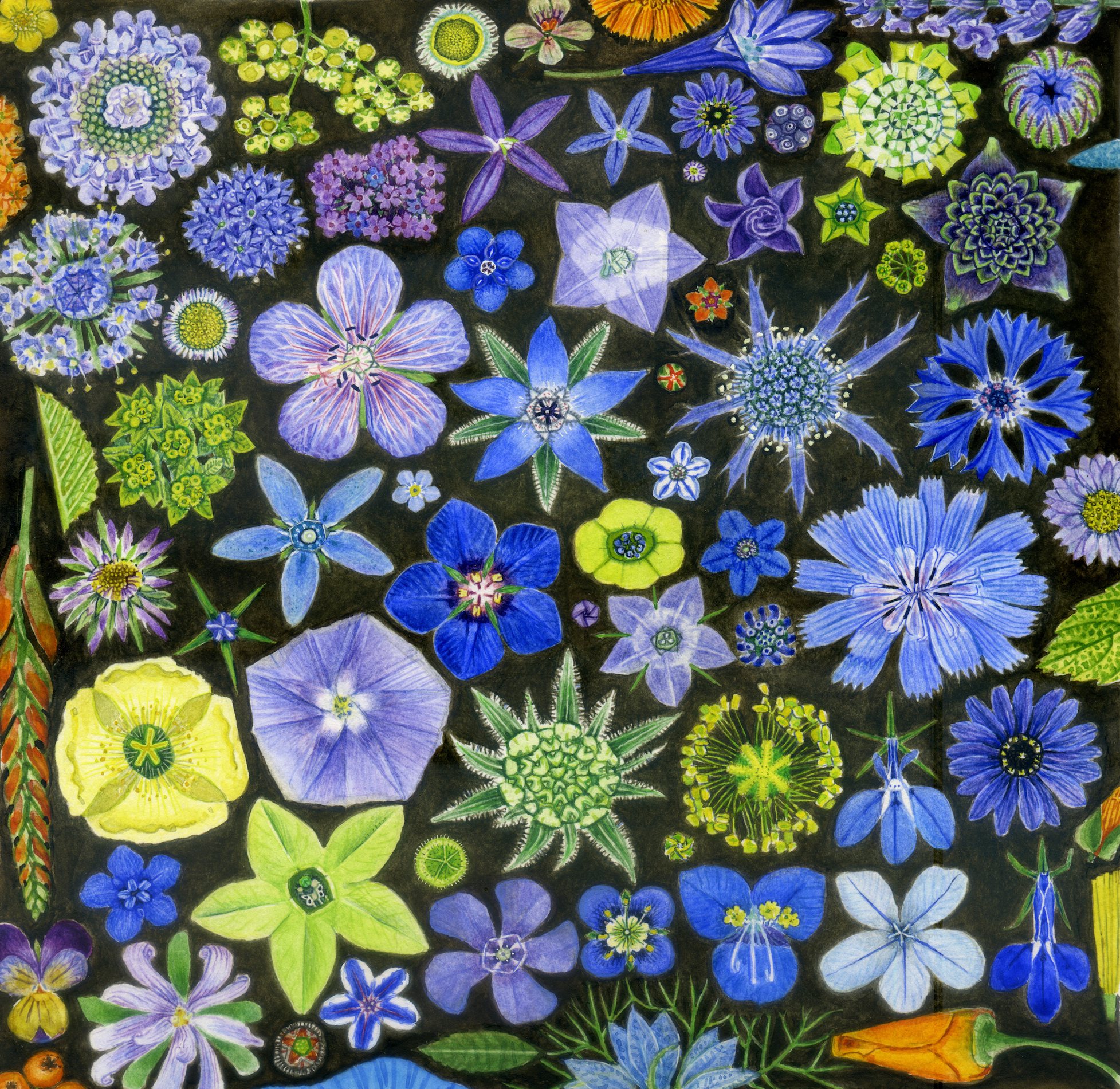 Blue:Green:Brown007 copy.jpg