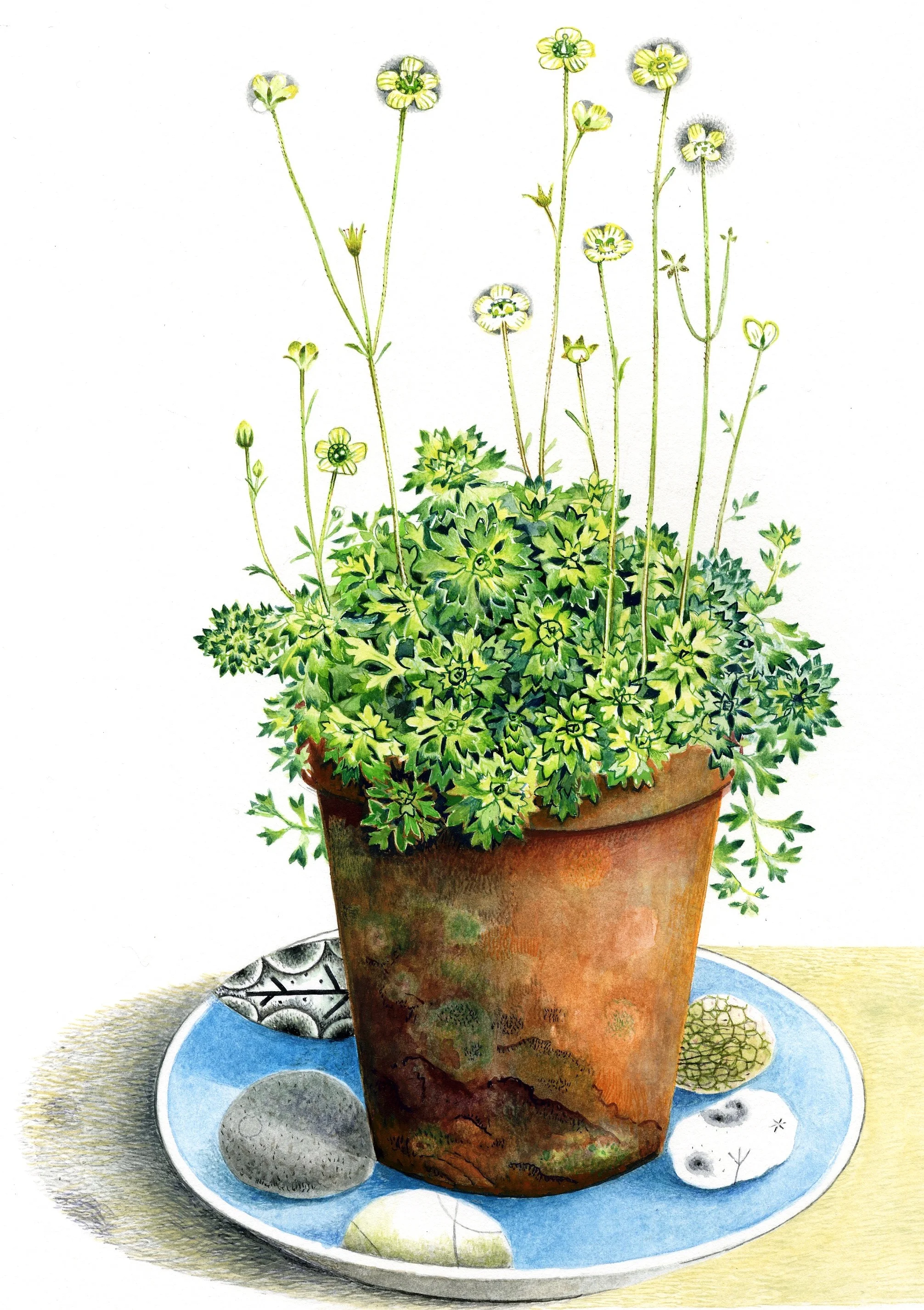 golden saxifrage:web2.jpg