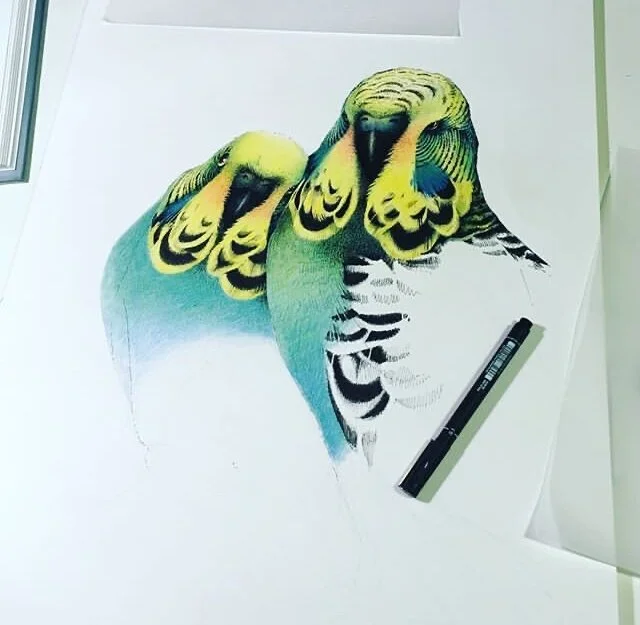 Budgies+in+progress.jpg