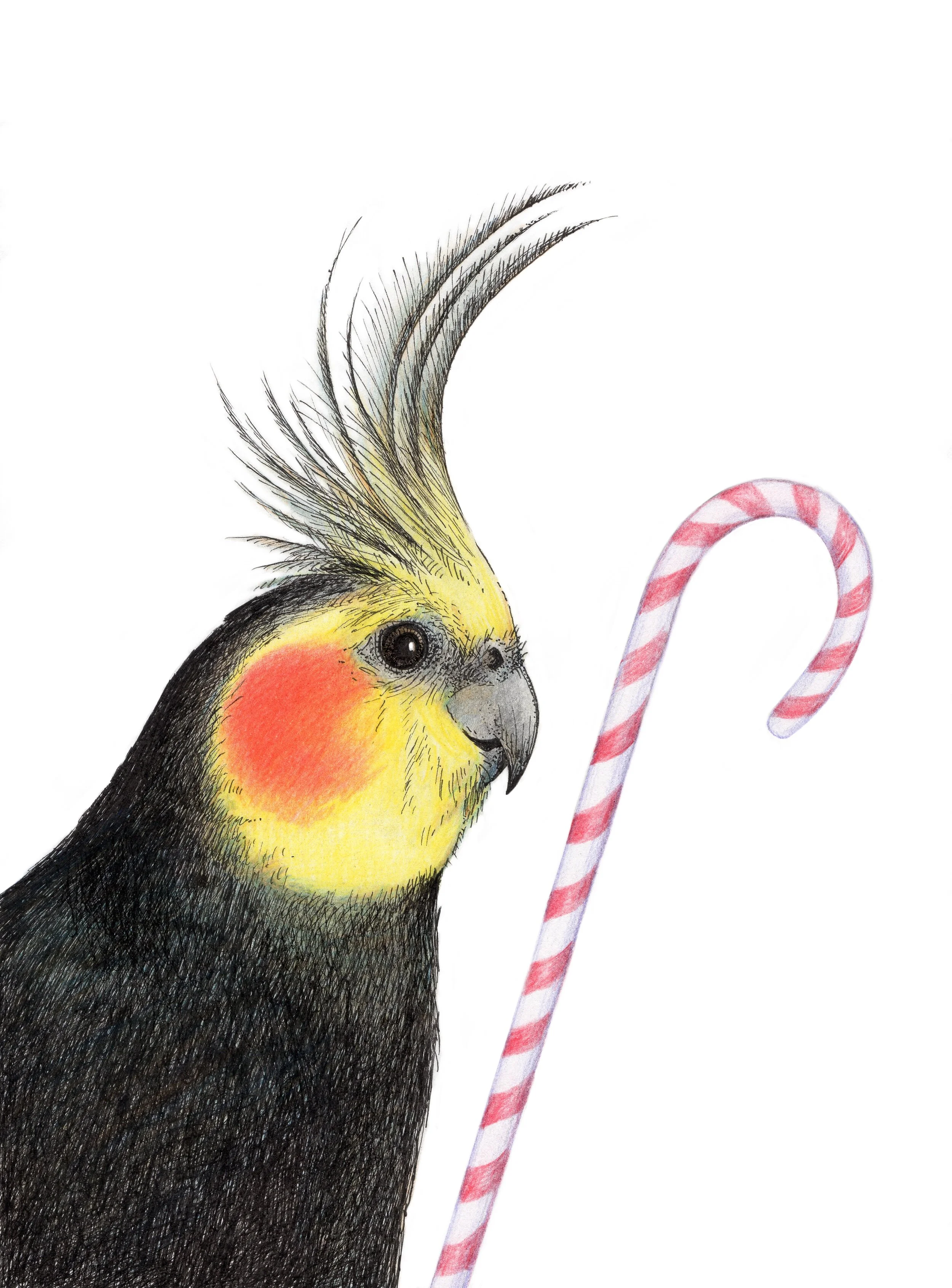 Cockatiel Final.jpeg