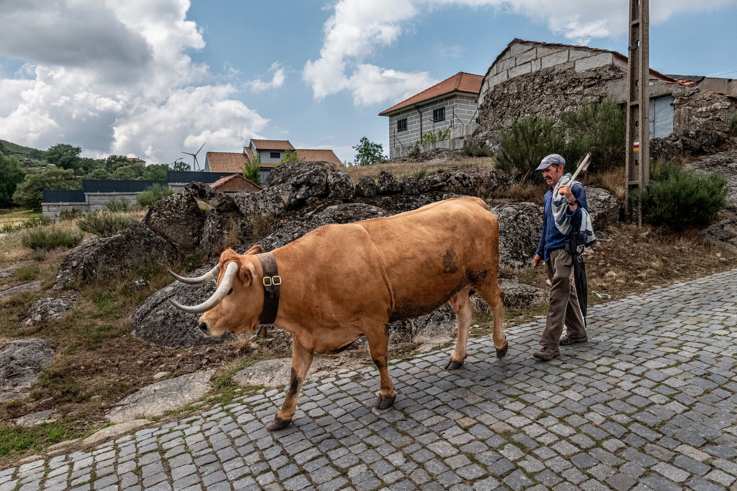 A cow and a man in the street.jpg