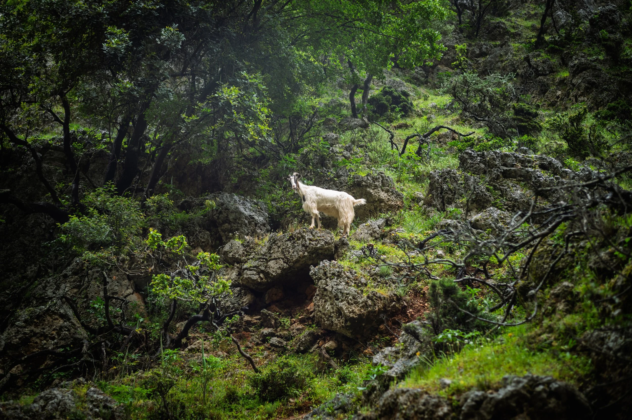 A white goat standing on rocks within a lush green forest.