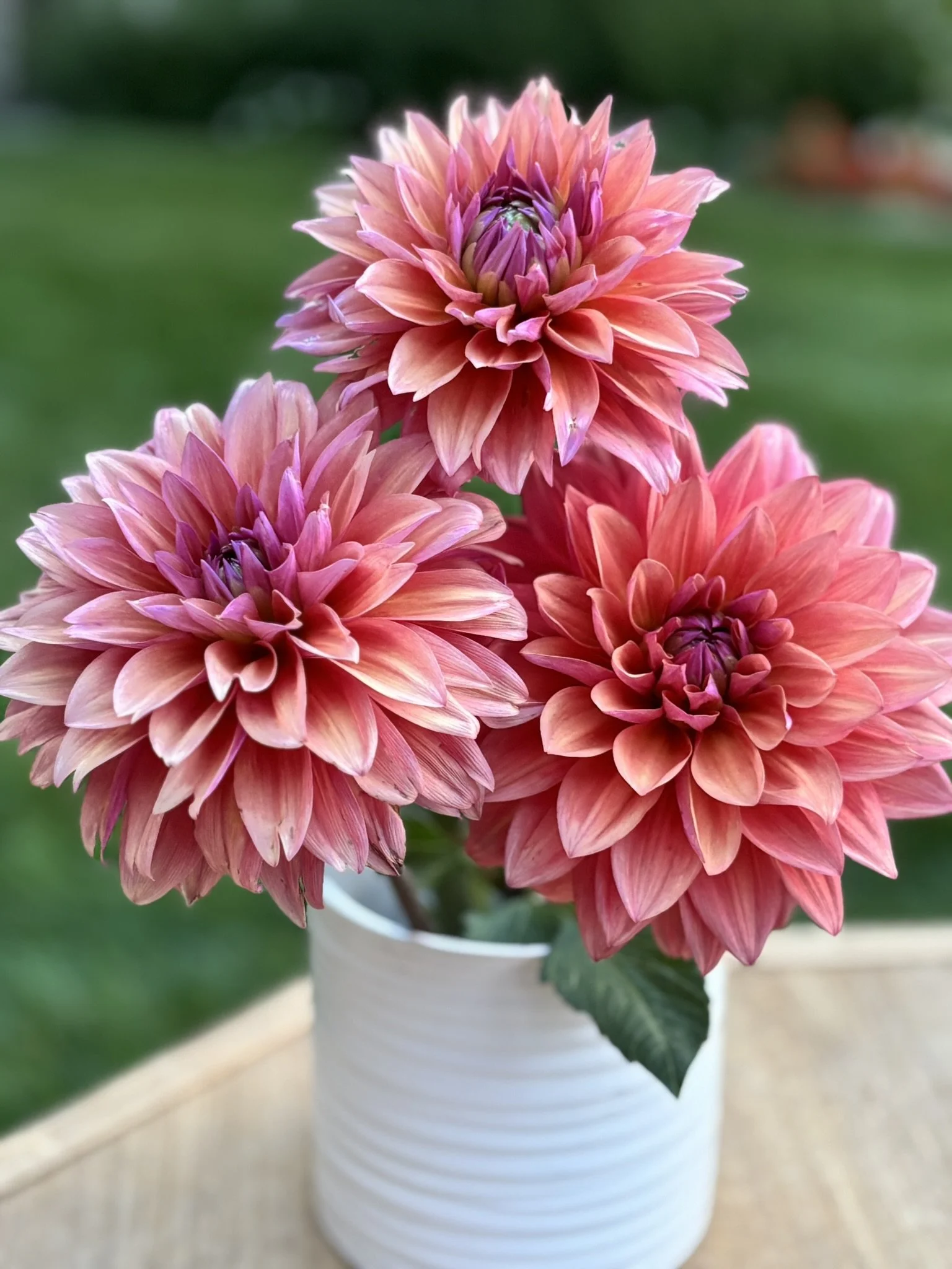 American Dawn Dahlia