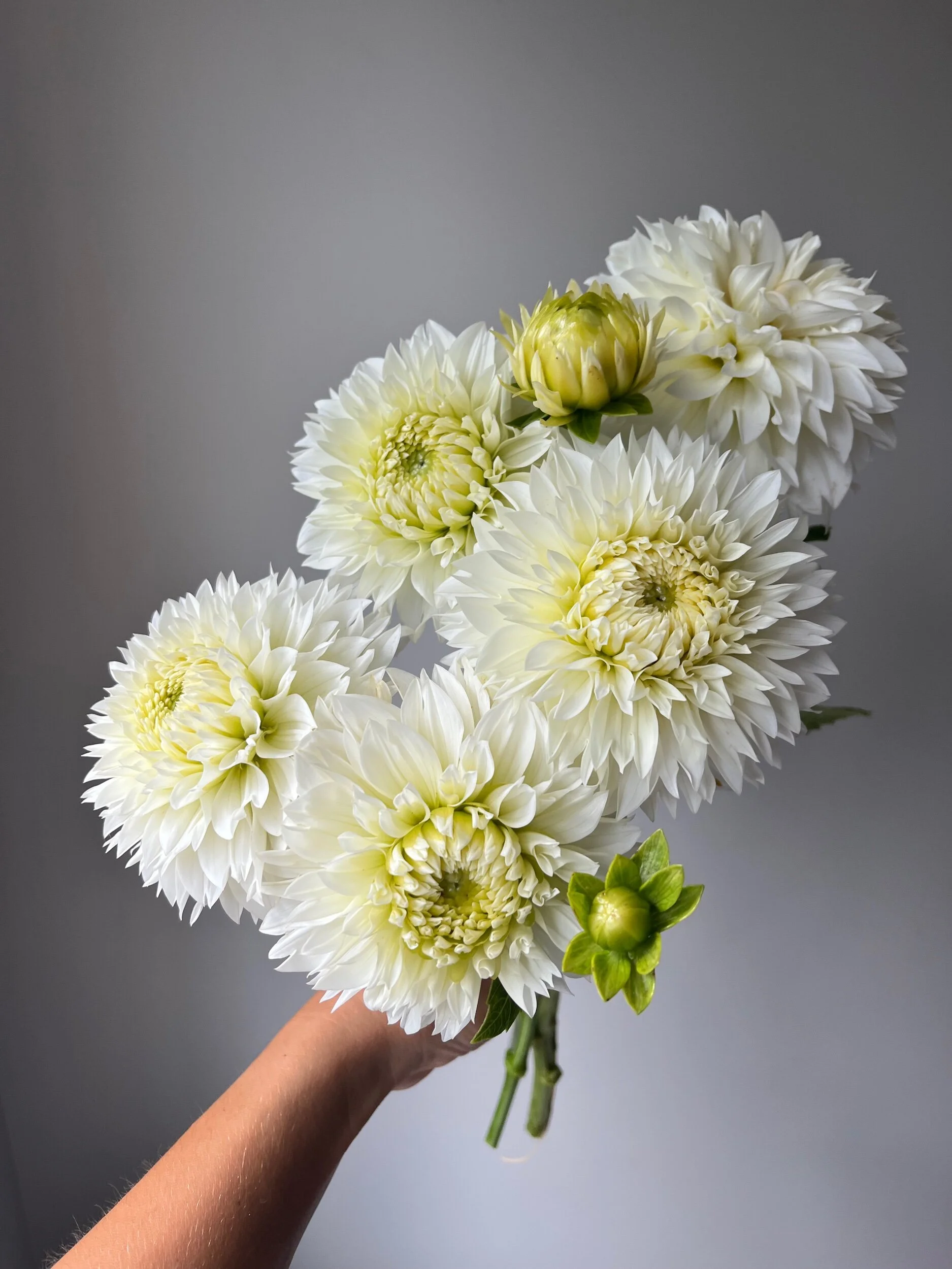 54283448-F018-4963-8321-81D37C5AF8AA