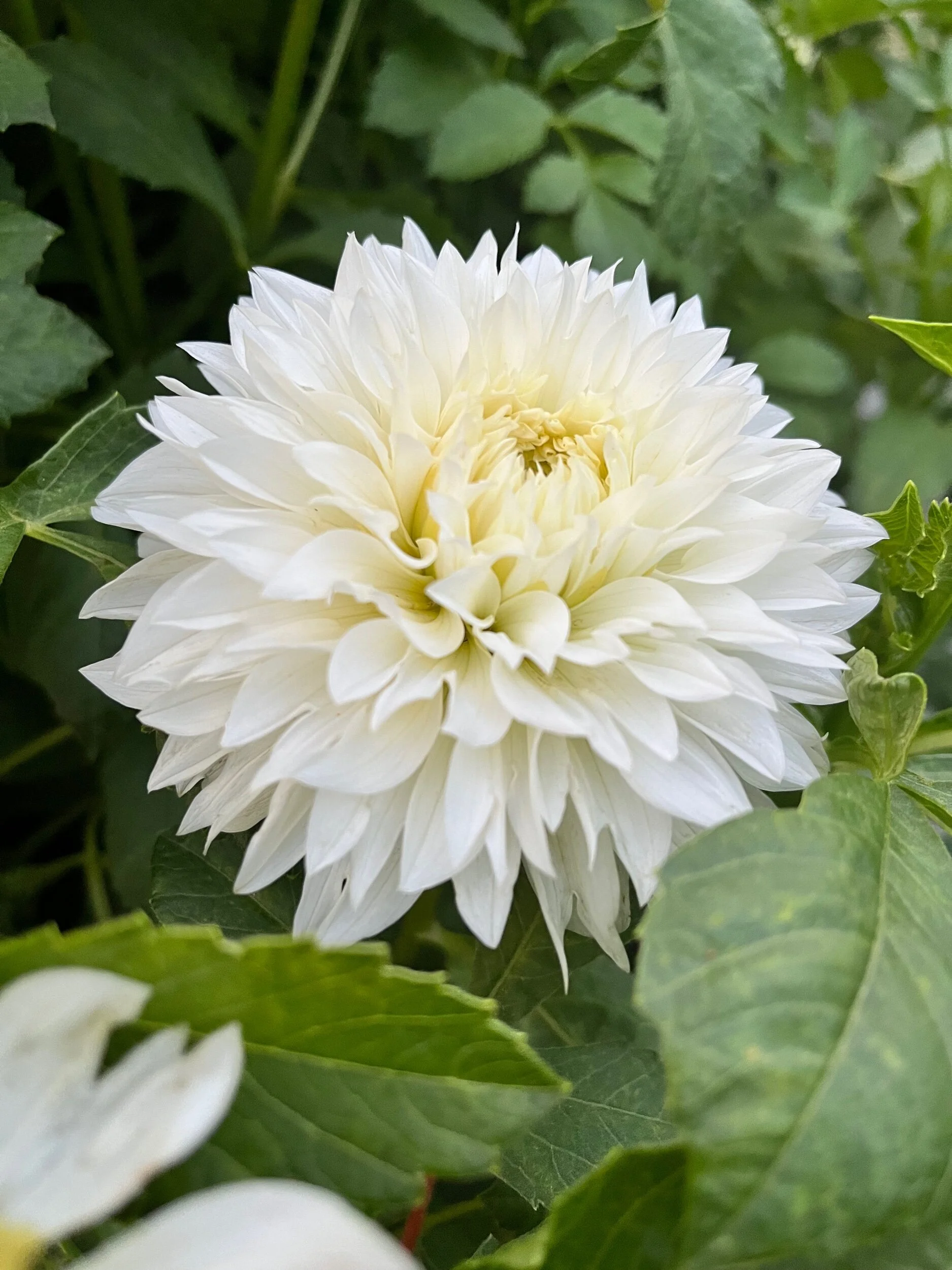 A8B6D65A-A5D5-4663-A269-B122DDAF302D