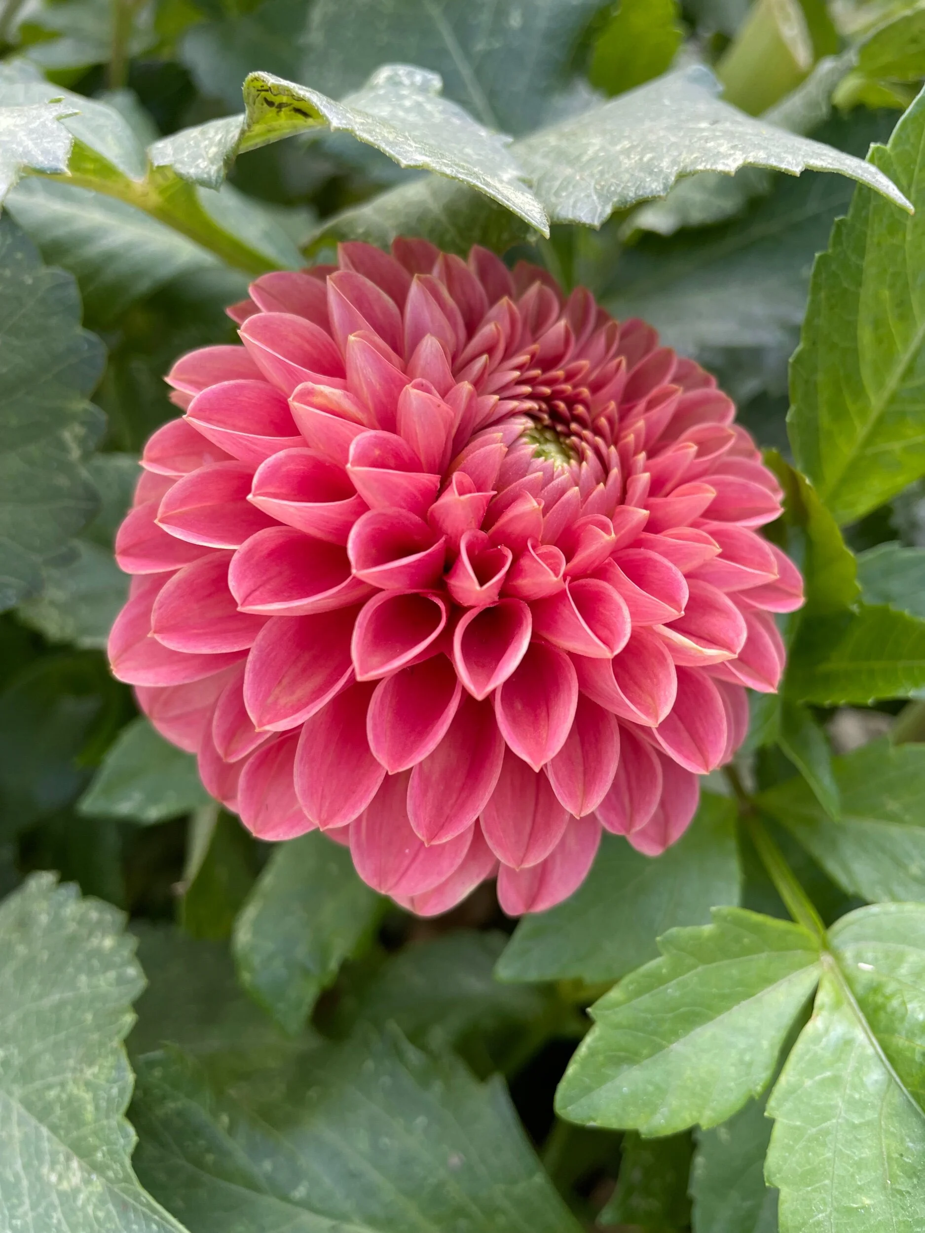 CA063DF1-9EC7-4A1C-8BD5-3EFFB3E86CED