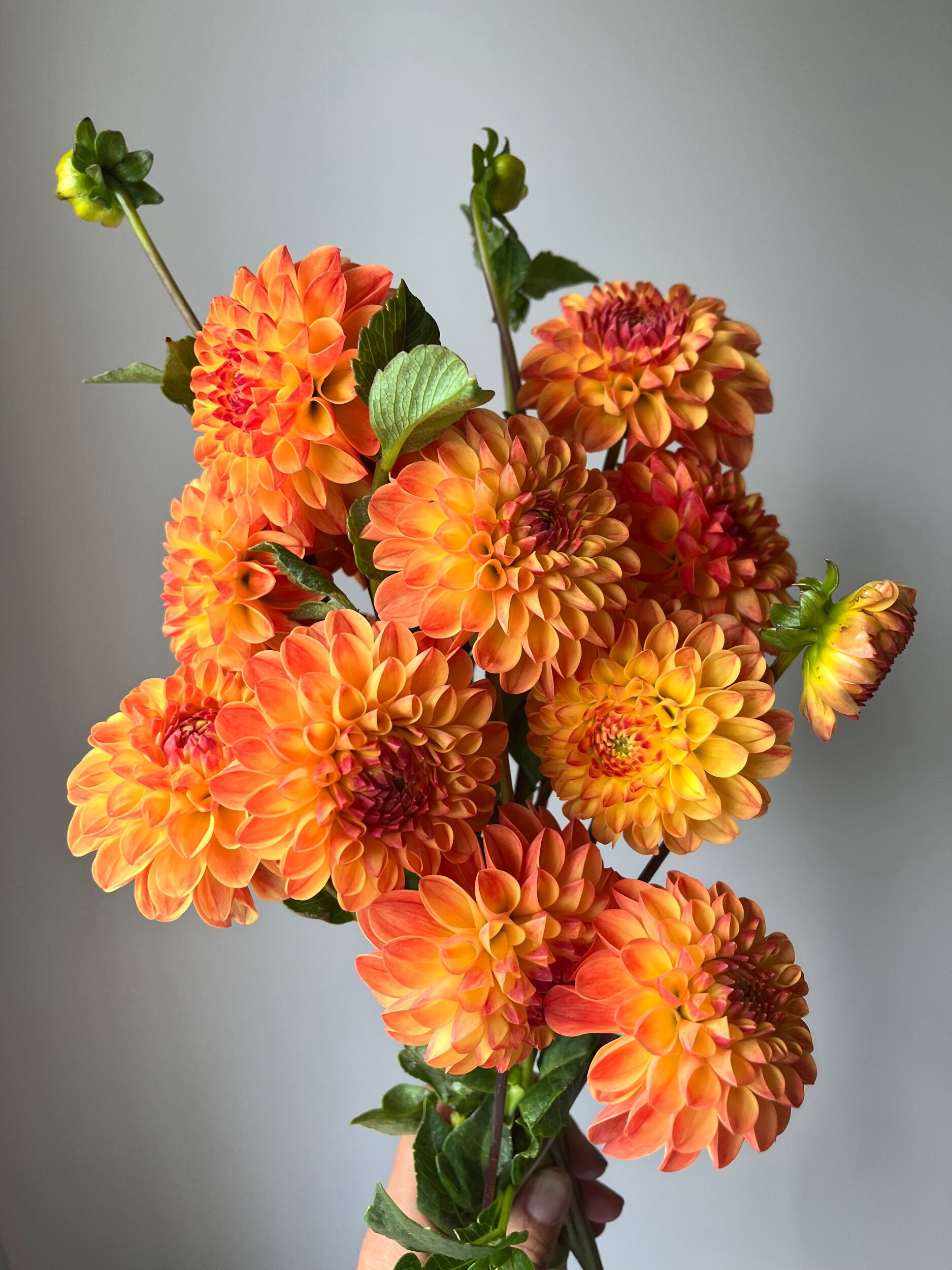 D74AAA27-86F3-43E2-BC9F-D59601373103