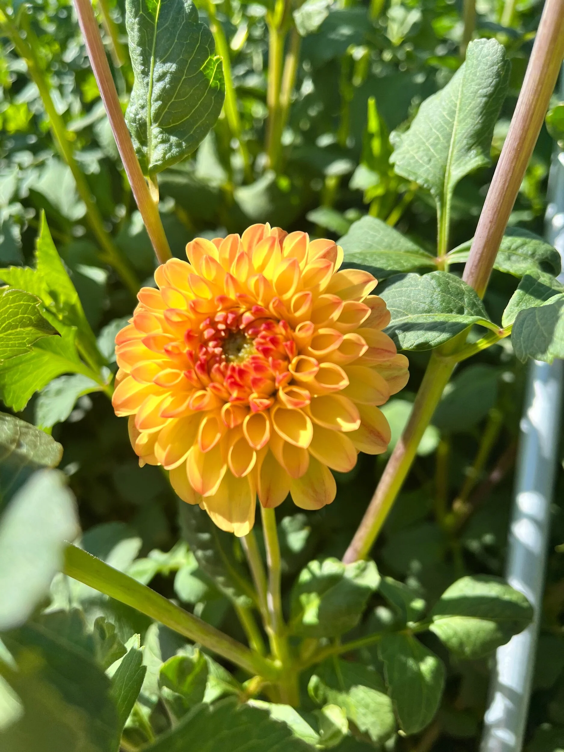 5A50A6D8-5E9A-4FCF-9139-92F45D6A1717