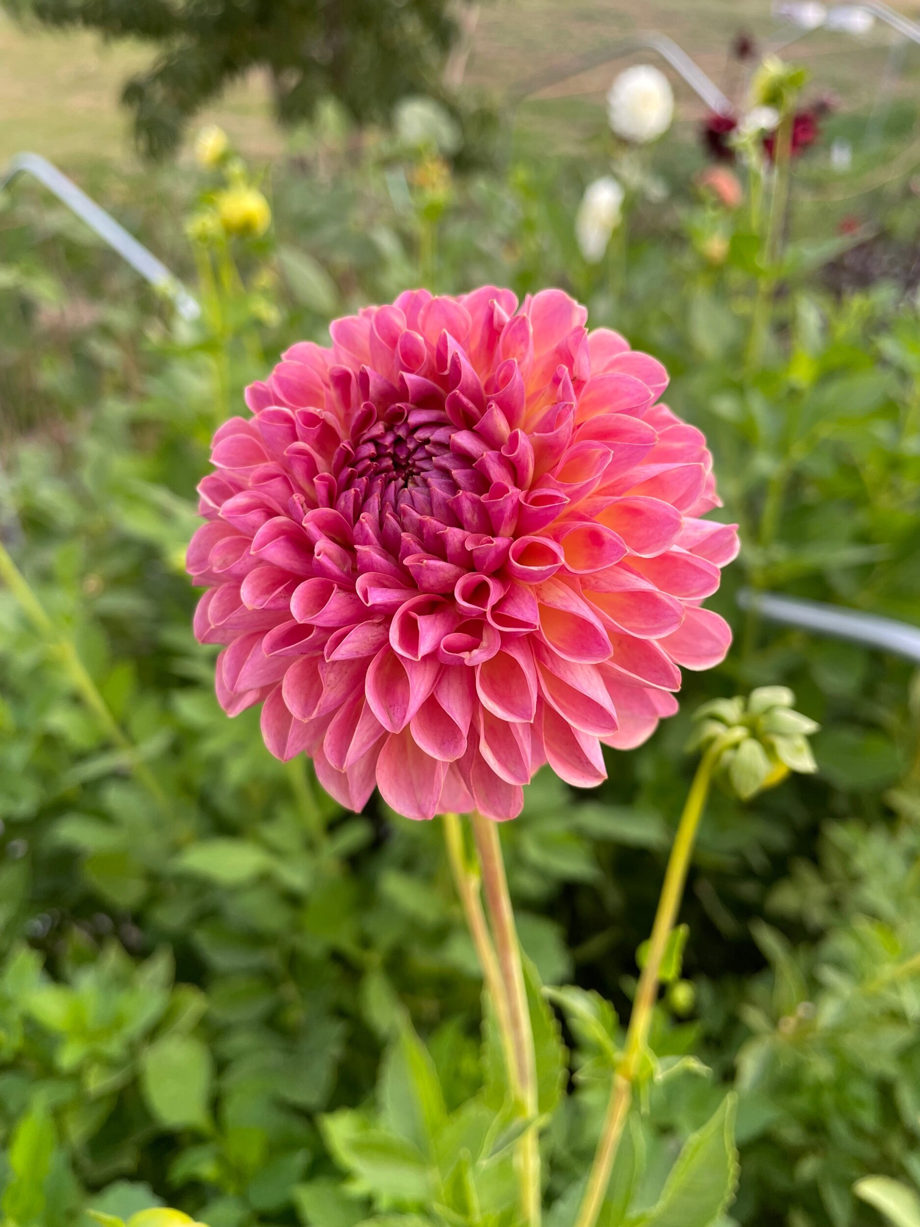 0B0C4197-B3B8-4280-96A8-62A25C9C35F8