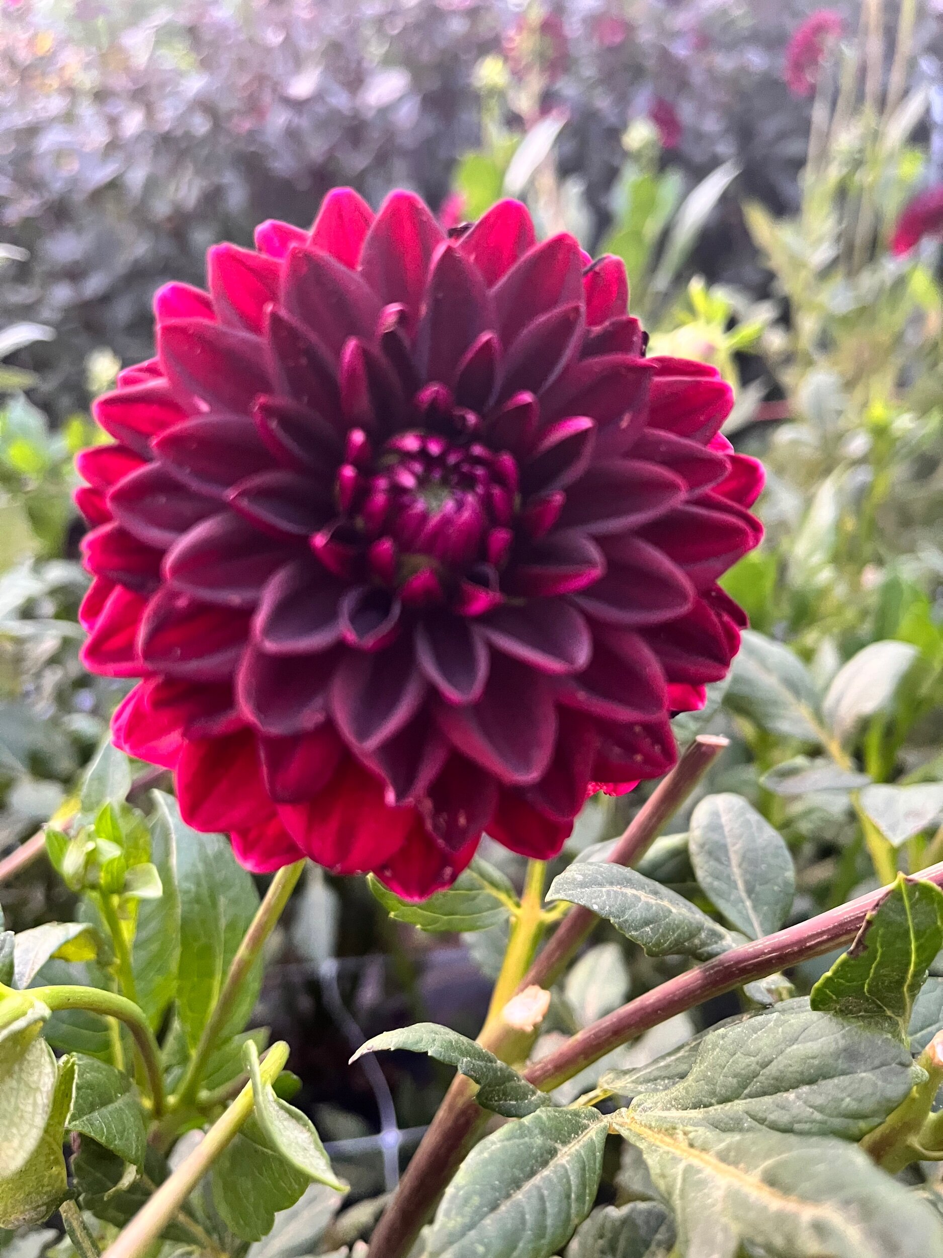 8E084A04-0D79-42FC-B100-85291FAD9605