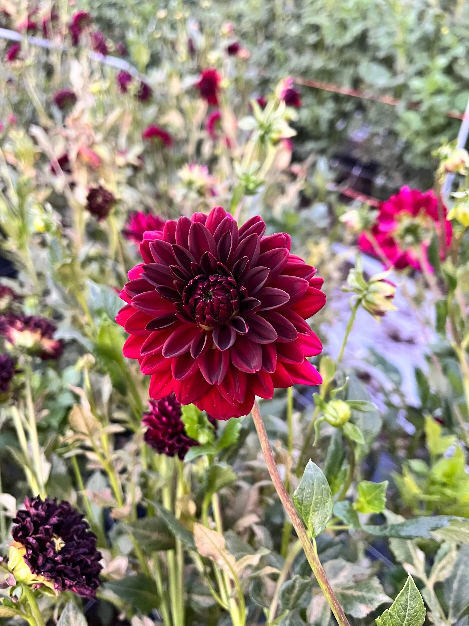 3D93D592-18EC-4BCC-A71B-7E6EE332795E