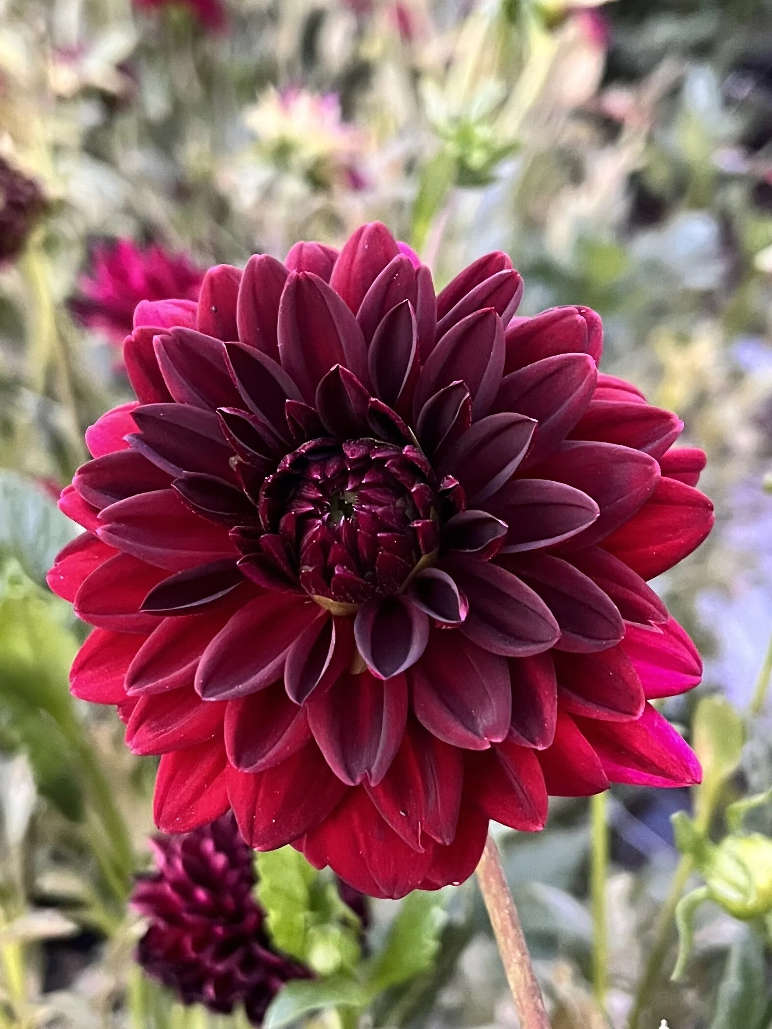 1D437F99-3049-44A3-95CD-FECE65803F36