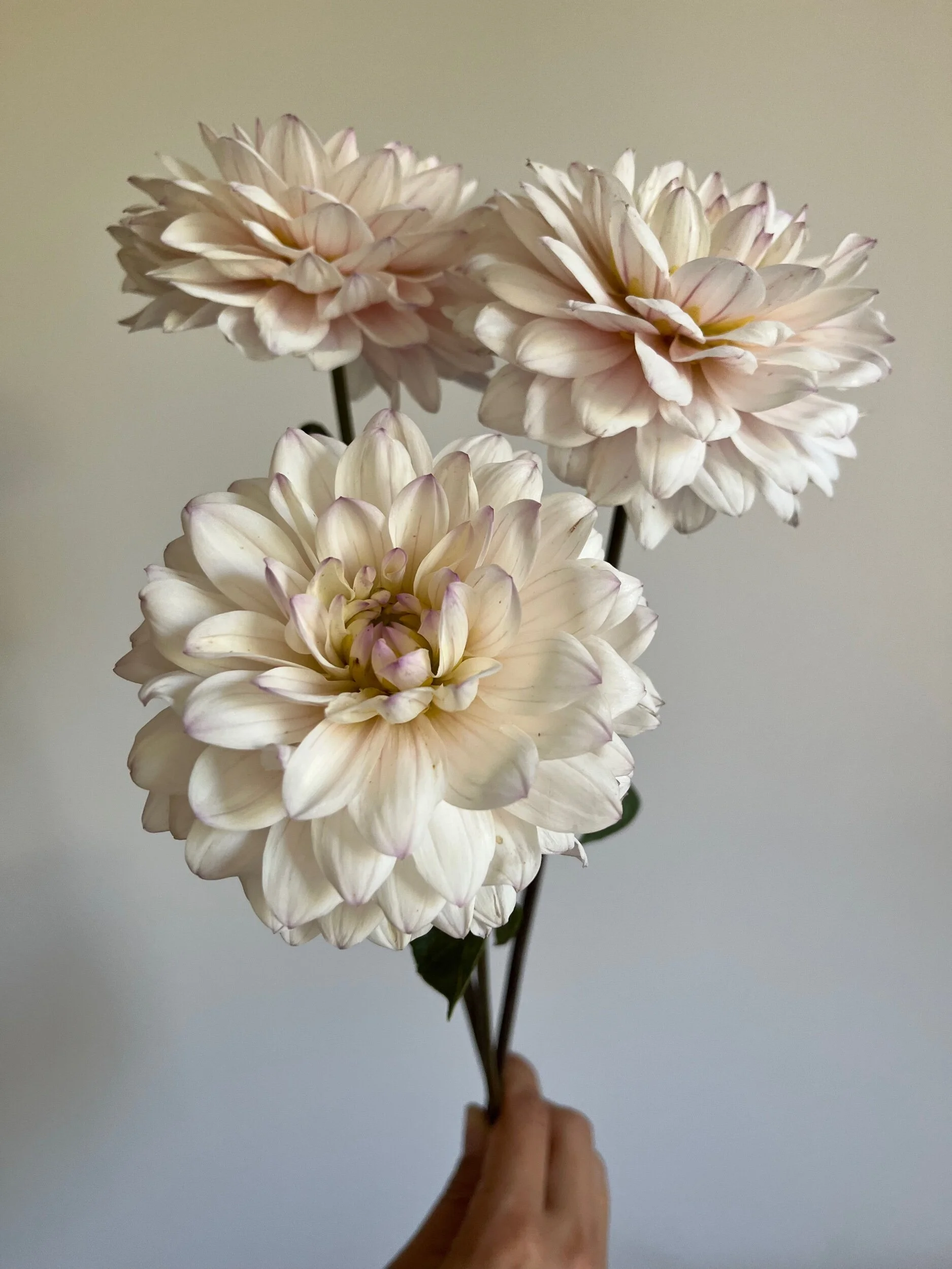 2AC2BEFE-54B1-40A1-86D5-2ACF2698DDE1