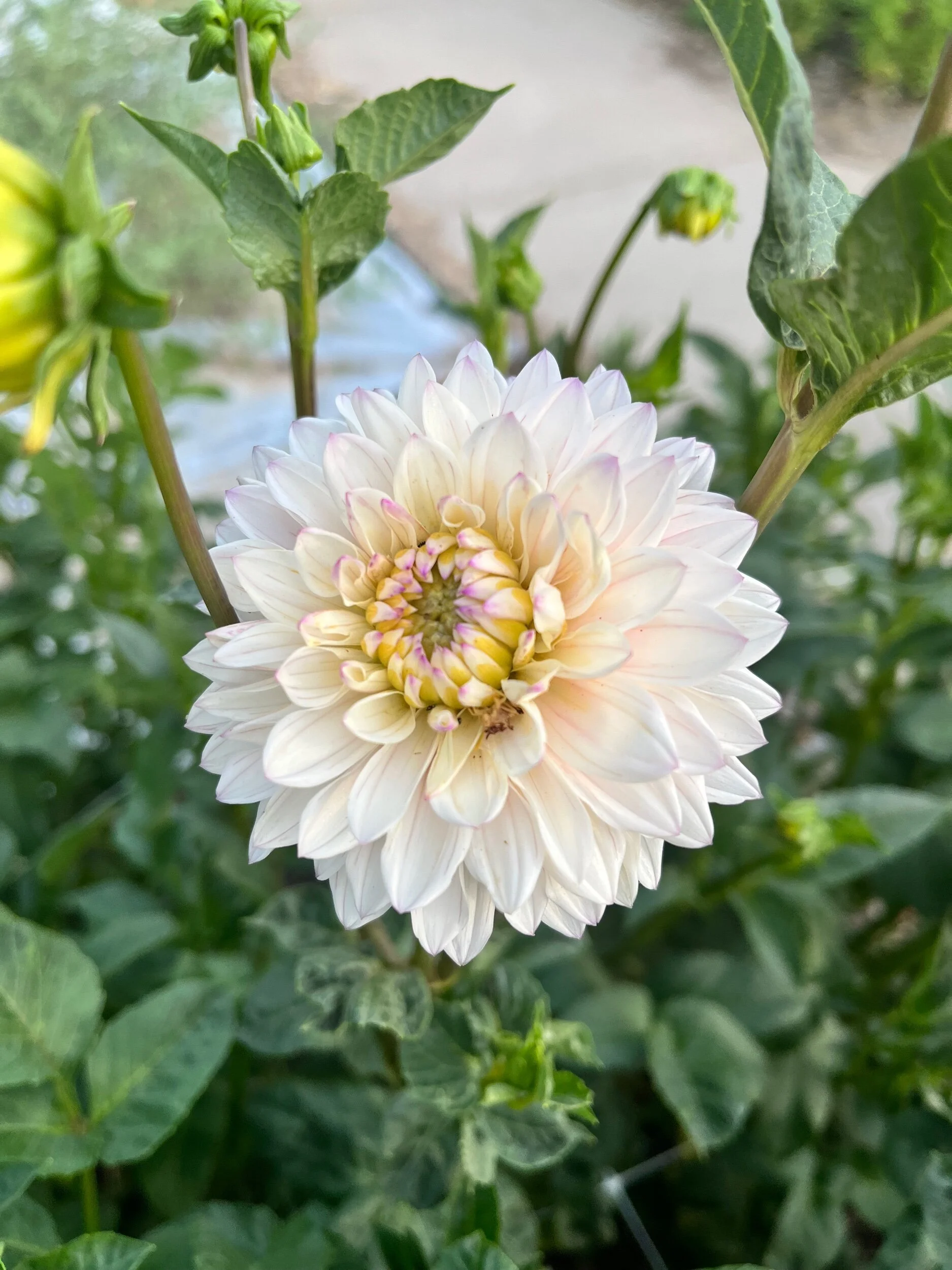 AAC7F161-15ED-4297-8467-E12BD5F579B6