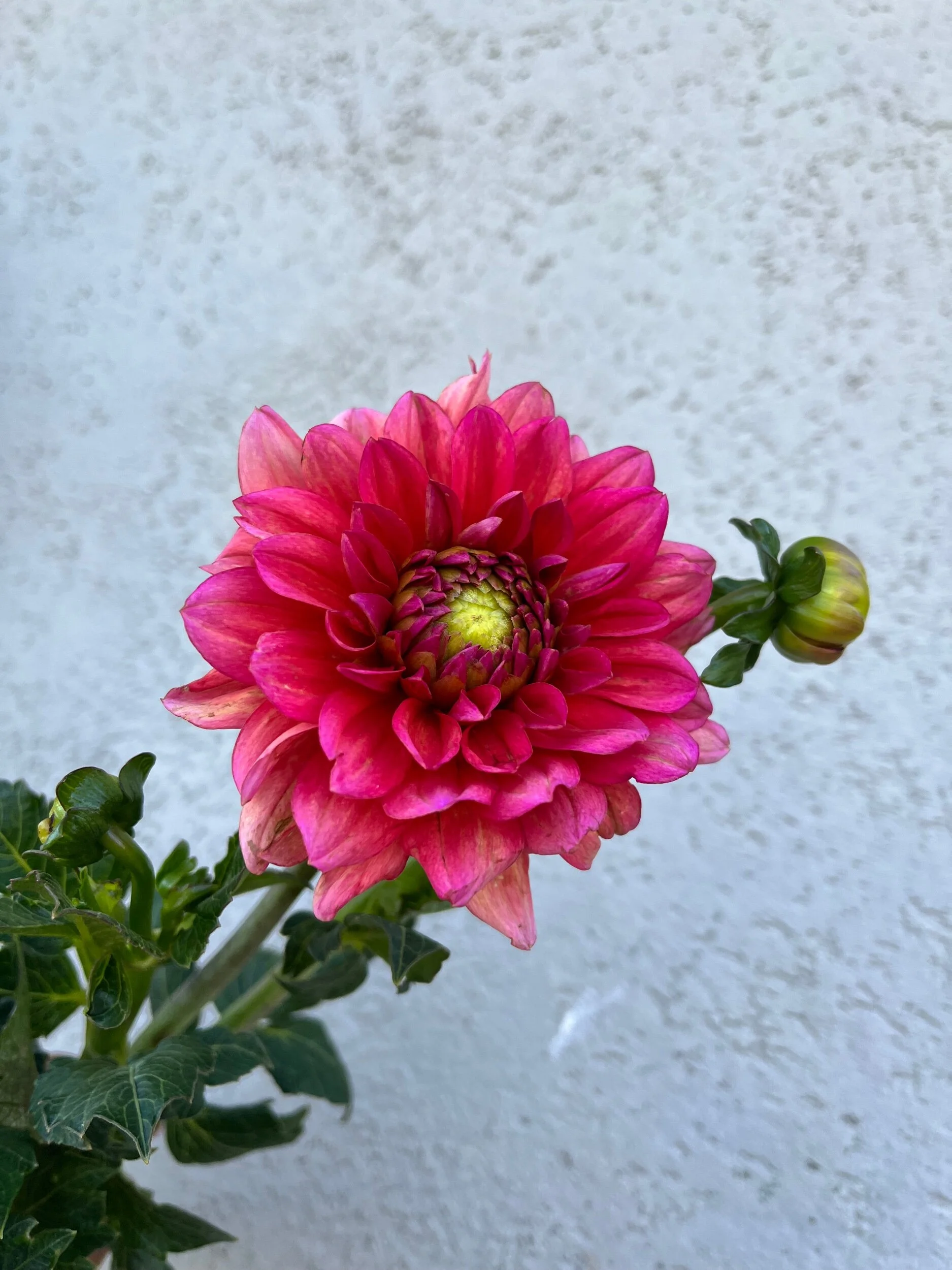 BB2A0F6C-35DD-4199-86F4-5EEFBBF32D10