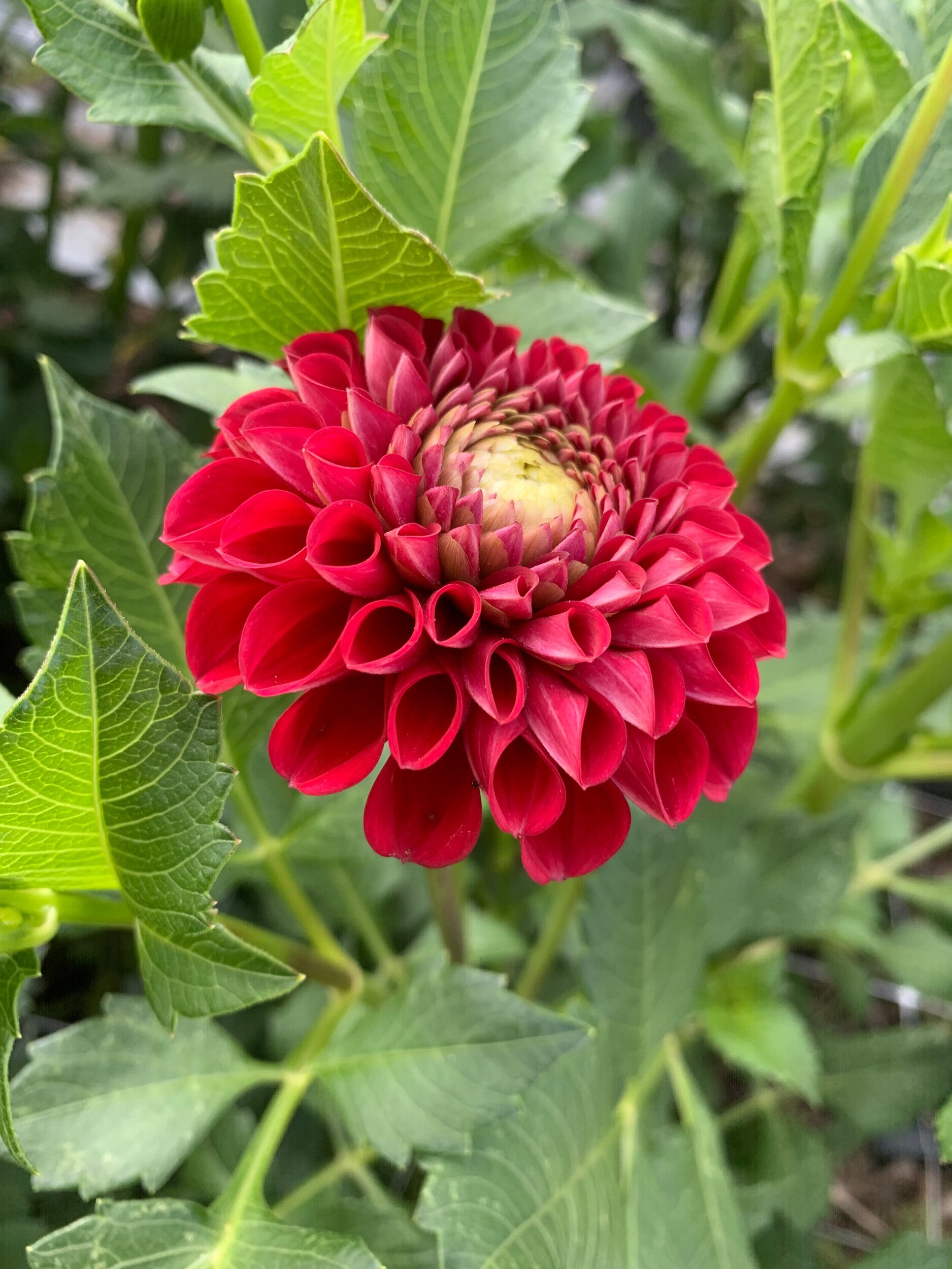 07A11906-A722-46D0-B44D-9D2E1794400A