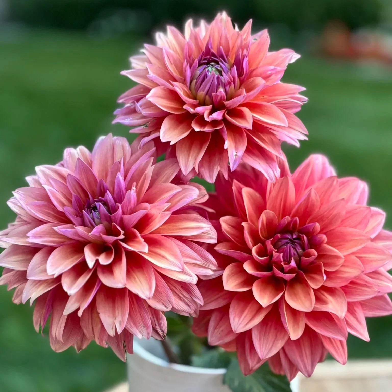 American Dawn Dahlia