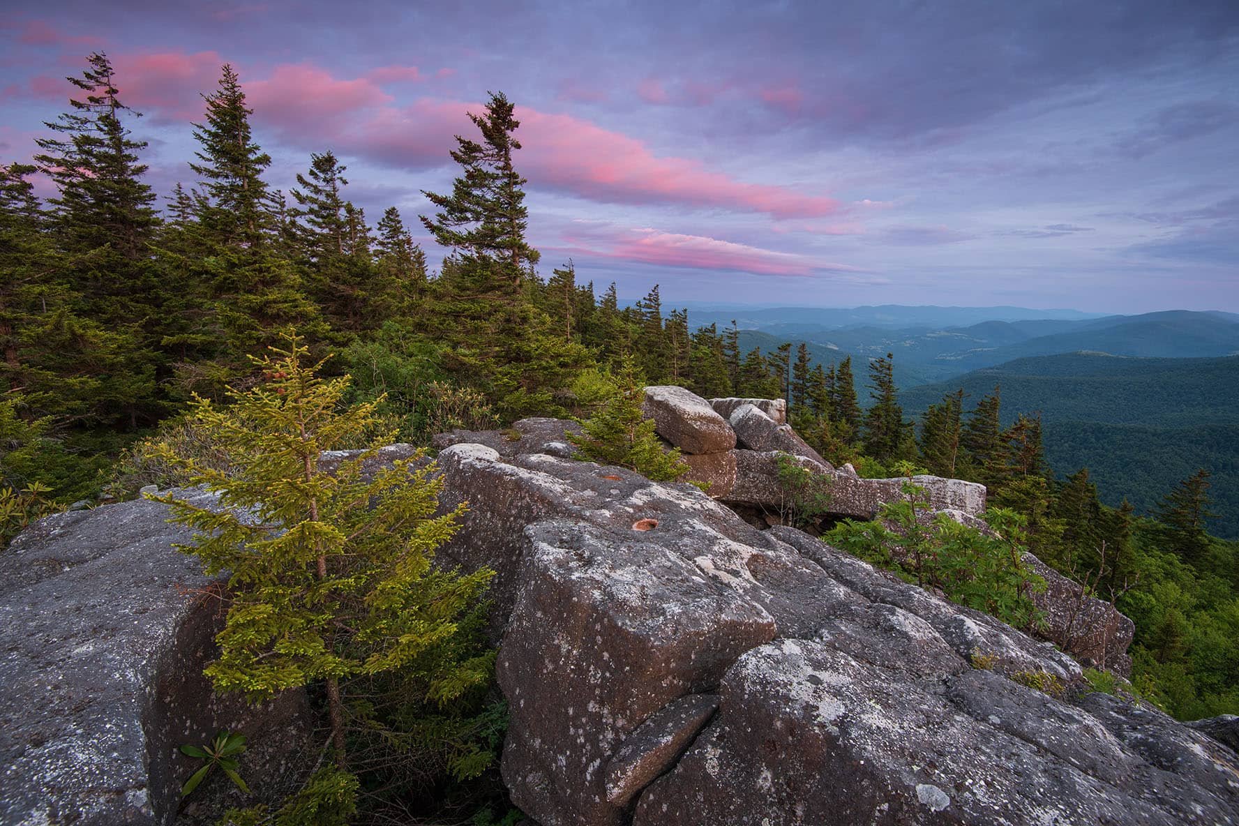 Flagged Red Spruce tress cling to the side of a cliff at sunset in the Roaring Plains Wilderness.