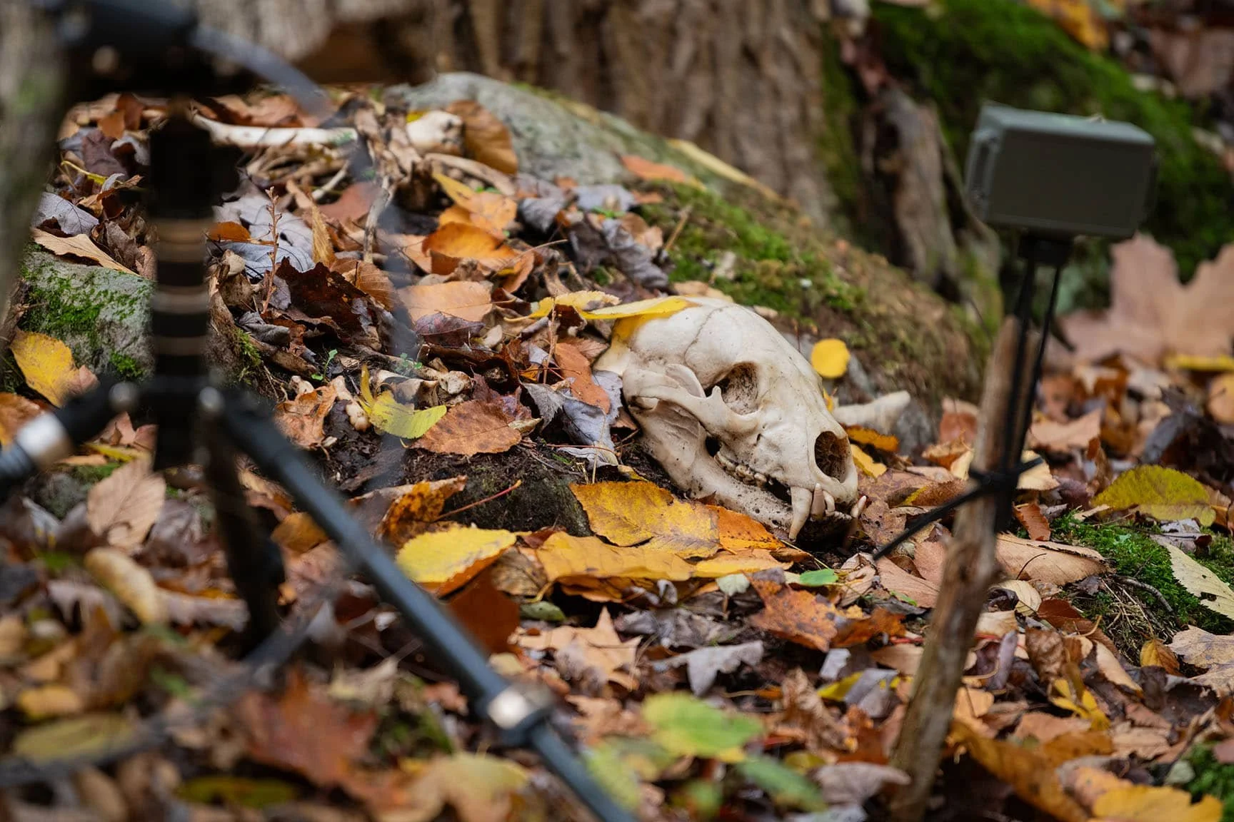 camera-trap-setup-in-forest.jpg