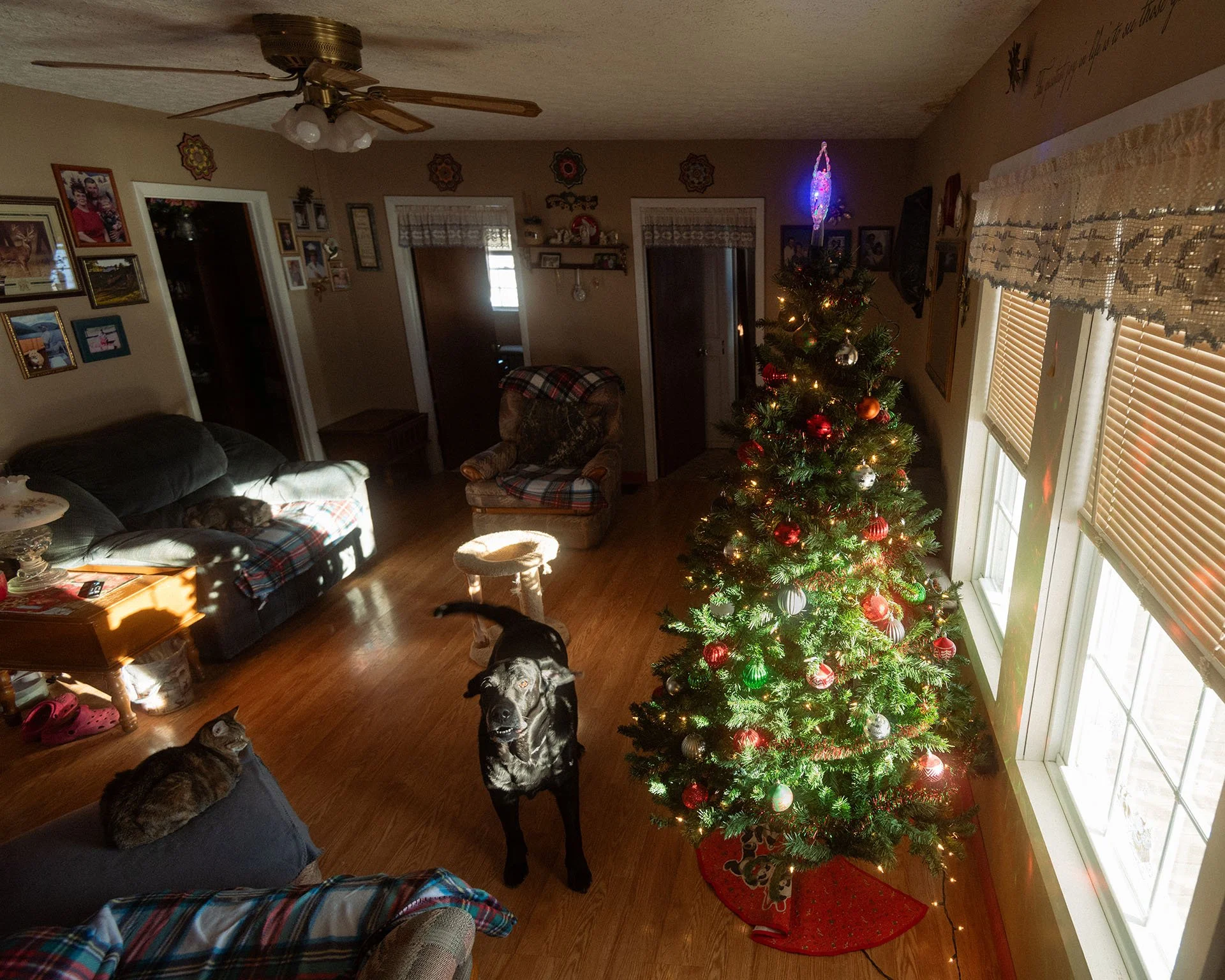 christmas-tree.jpg