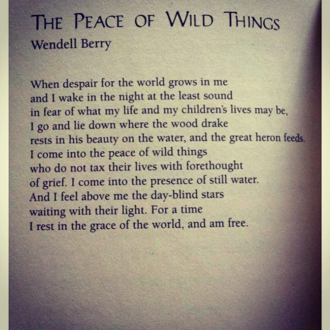I read this poem by Wendell Berry when I am feeling scared and anxious and things feel out of my control. It feels appropriate for the current atmosphere we are living right now. I trust in people&rsquo;s goodness, their ingenuity, and compassion whe