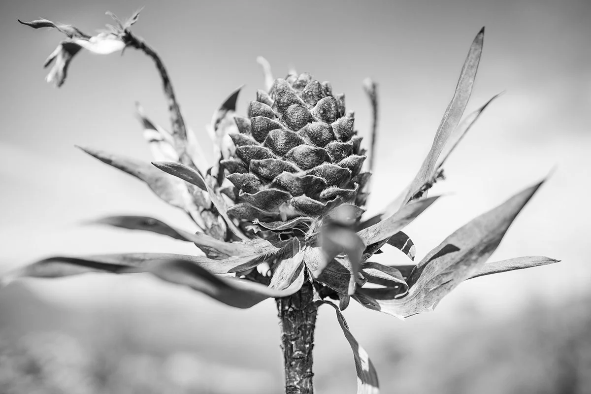 fynbos01.jpg