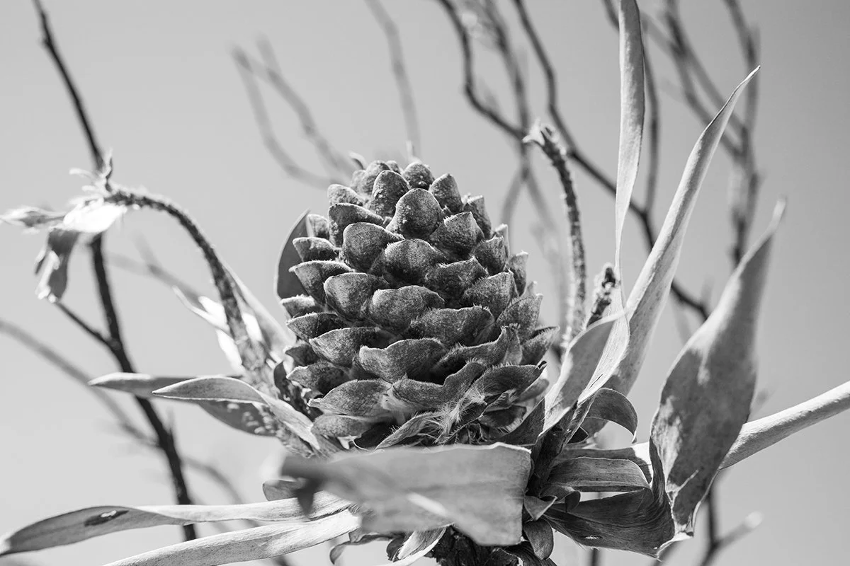 fynbos02.jpg