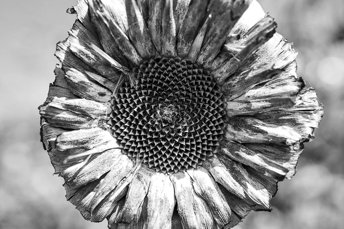 fynbos03.jpg