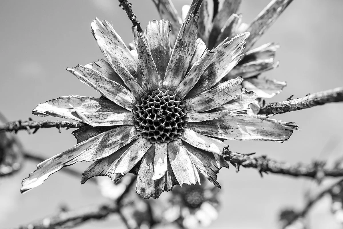 fynbos04.jpg