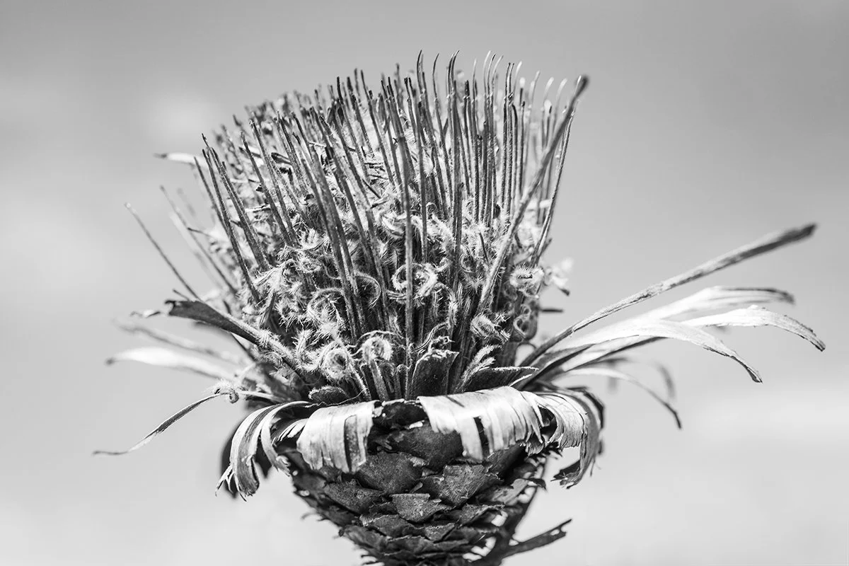 fynbos06.jpg