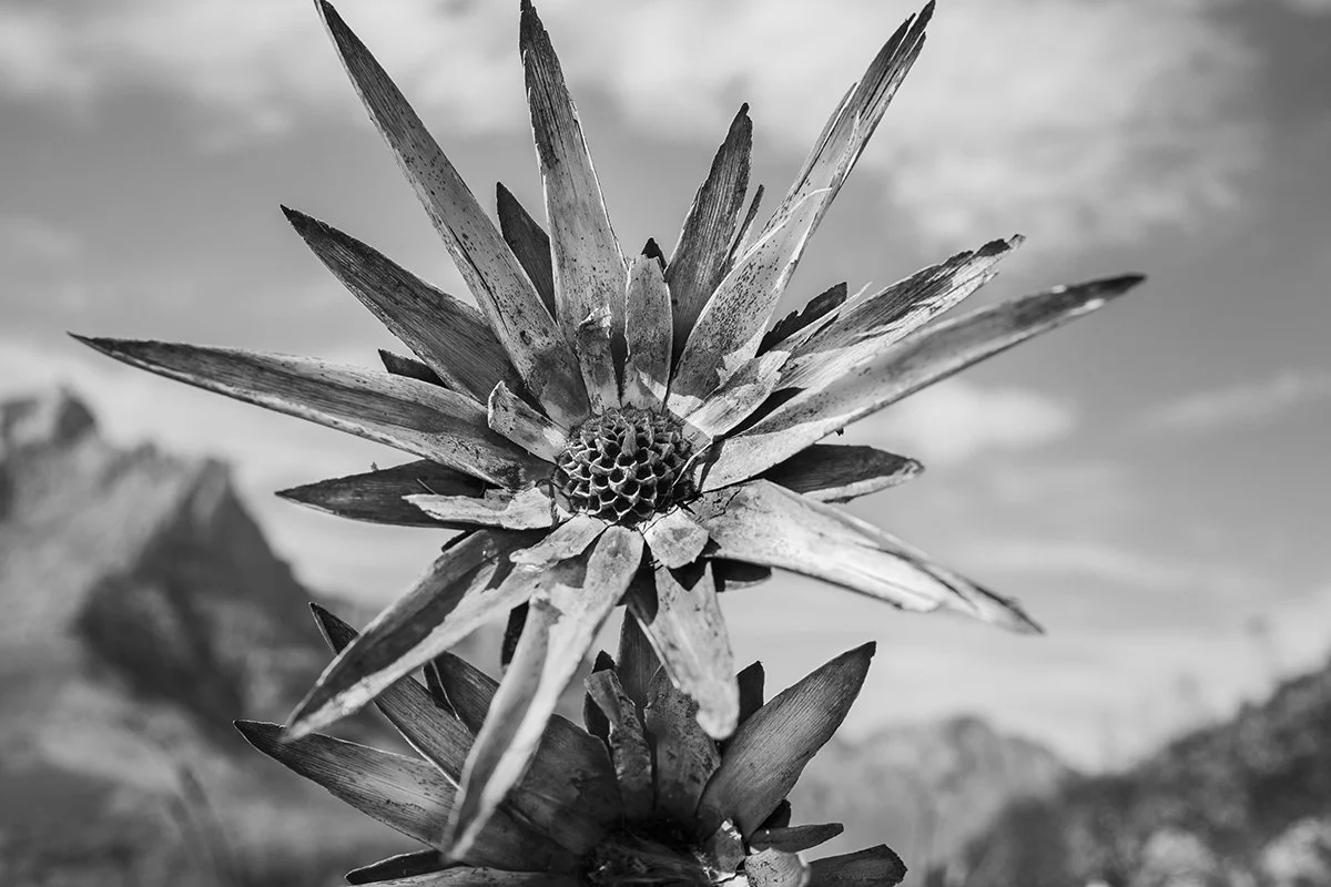 fynbos09.jpg