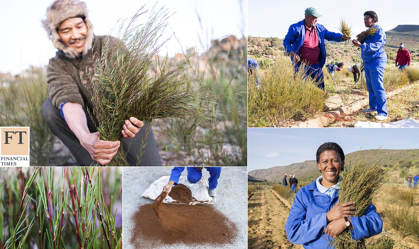 FT-rooibos-layout-2.jpg