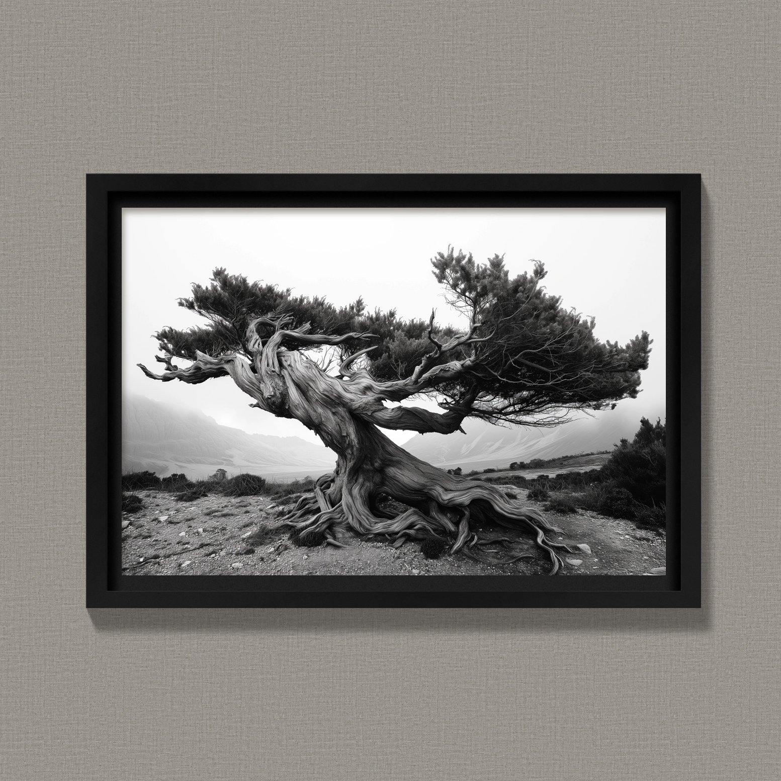 Ancient Juniper