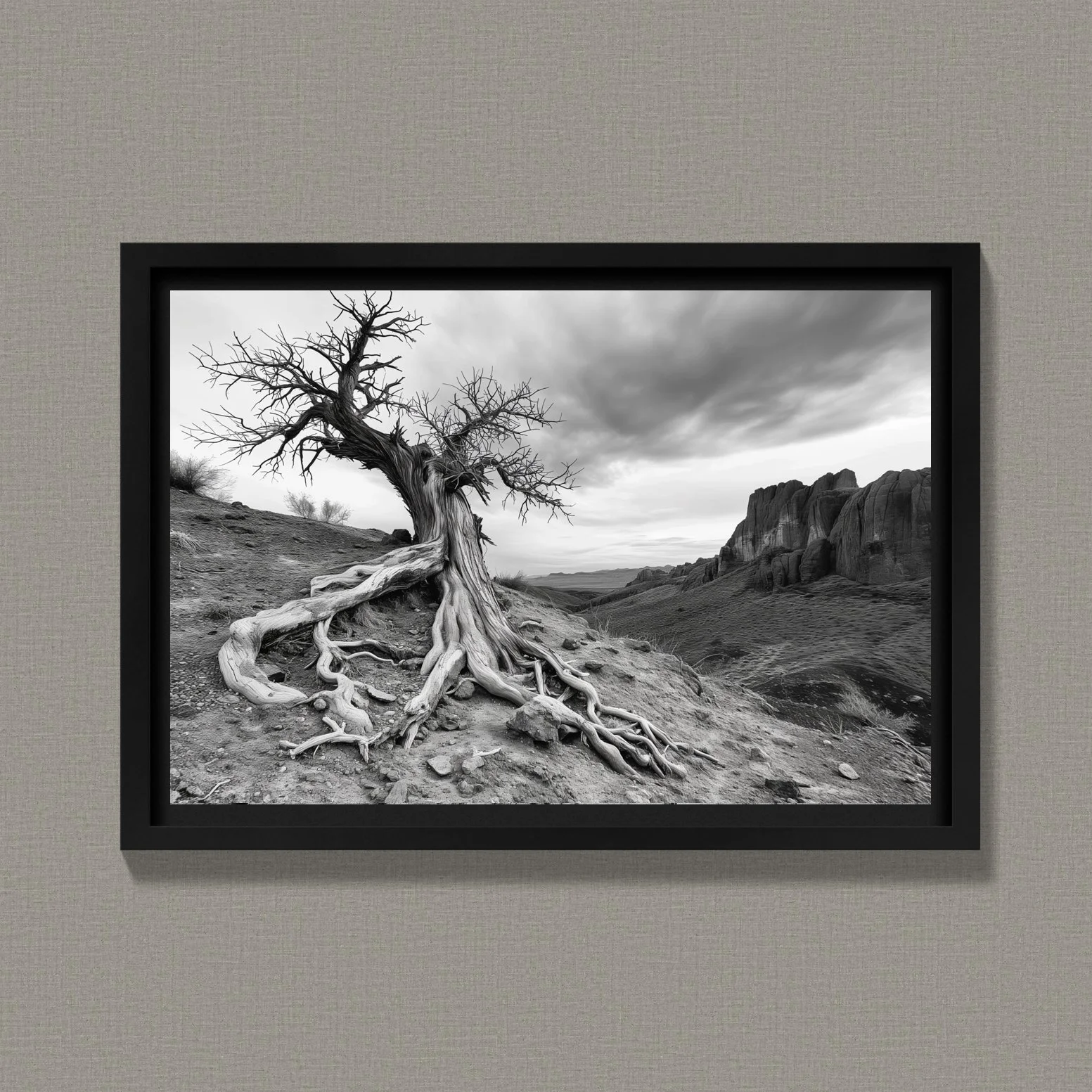 Desert Tree Roots