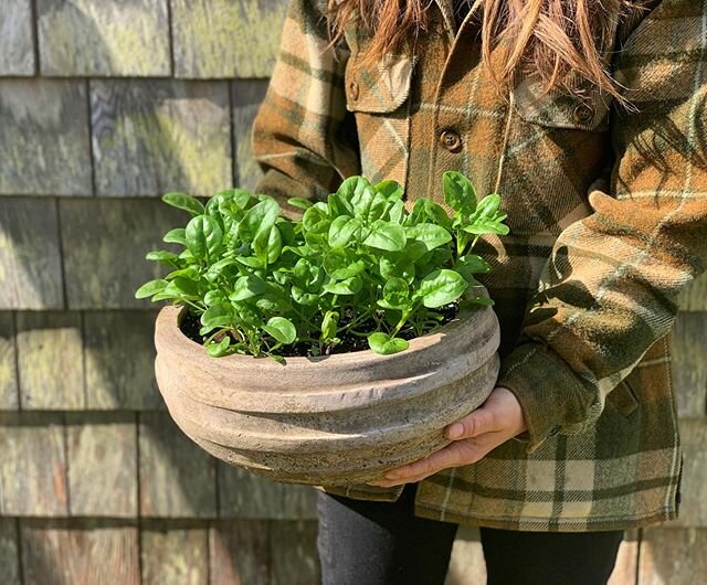 Here&rsquo;s that damn pot of spinach again 🌱#marthasvineyard #ediblelandscaping #vegetablegarden