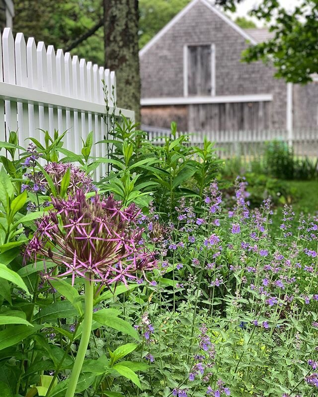 The cottage garden #chilmark #marthasvineyard #cottagegarden #gardeninspiration #allium #nepeta #barn