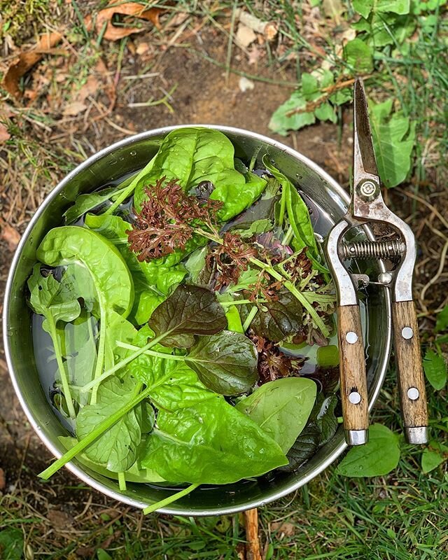 It&rsquo;s that perfect time of year when you get to cut your own greens for breakfast, lunch &amp; dinner 🌱🥬
#organicgardening #veggiegarden #permaculture #homesteaddesign #groworganic