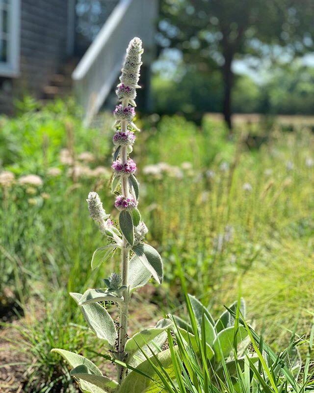 New garden install beginning to take root.
#stachysbyzantina #landscapedesign #chilmark #marthasvineyard