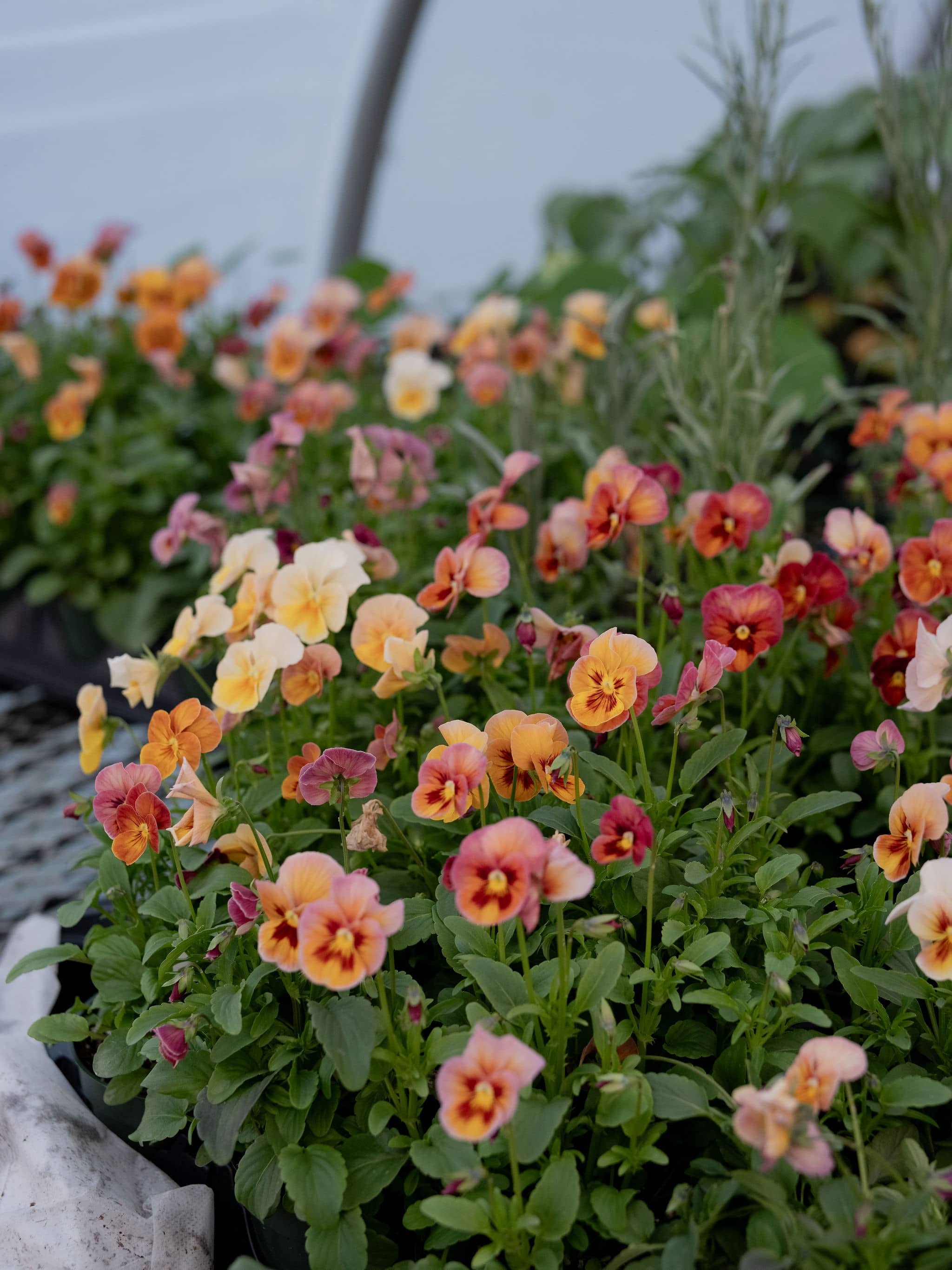 Gayle-gardens-nursery-04.jpg